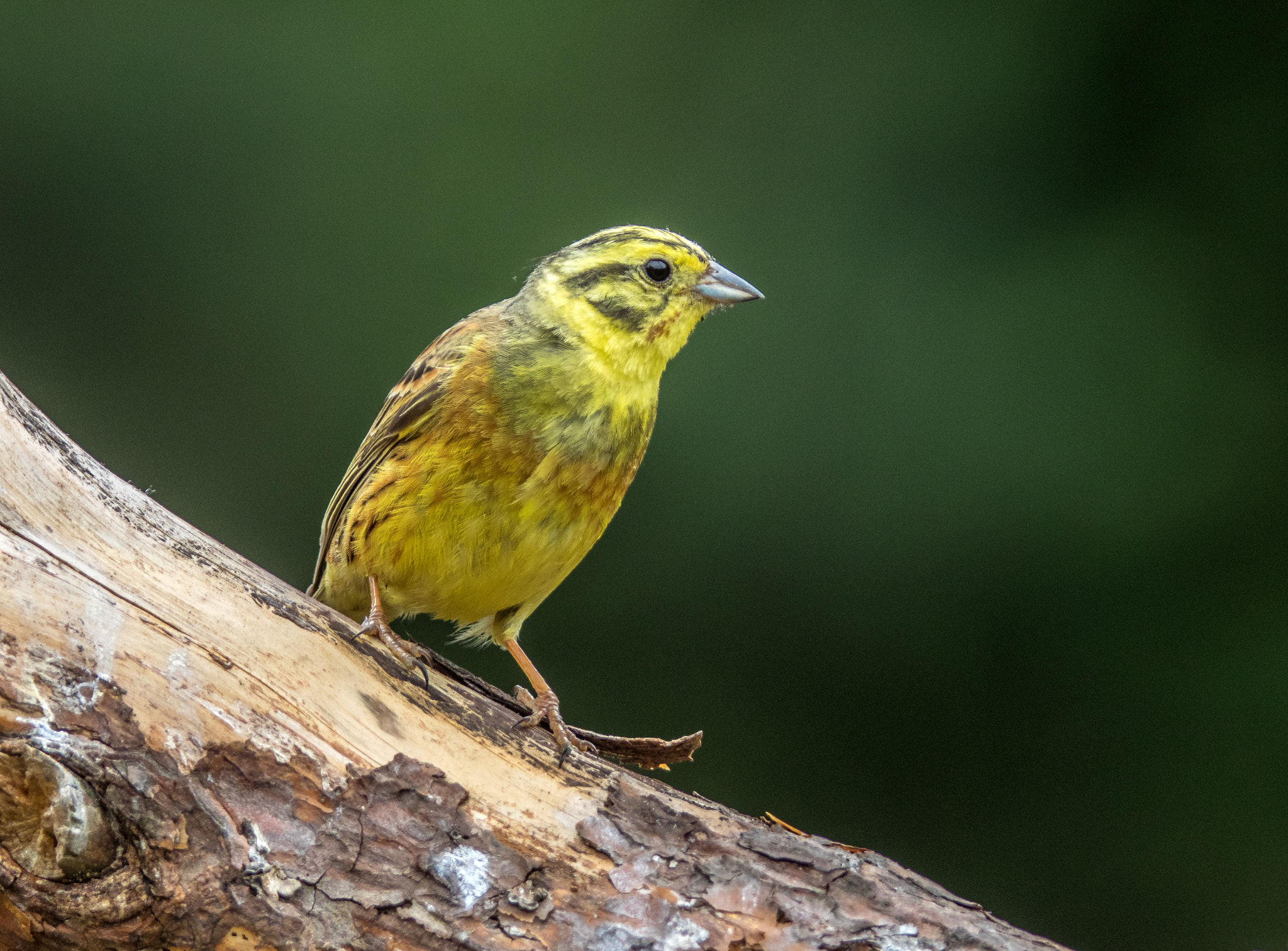 Olympus OM-D E-M1 + OLYMPUS 300mm Lens sample photo. Yellowhammer photography