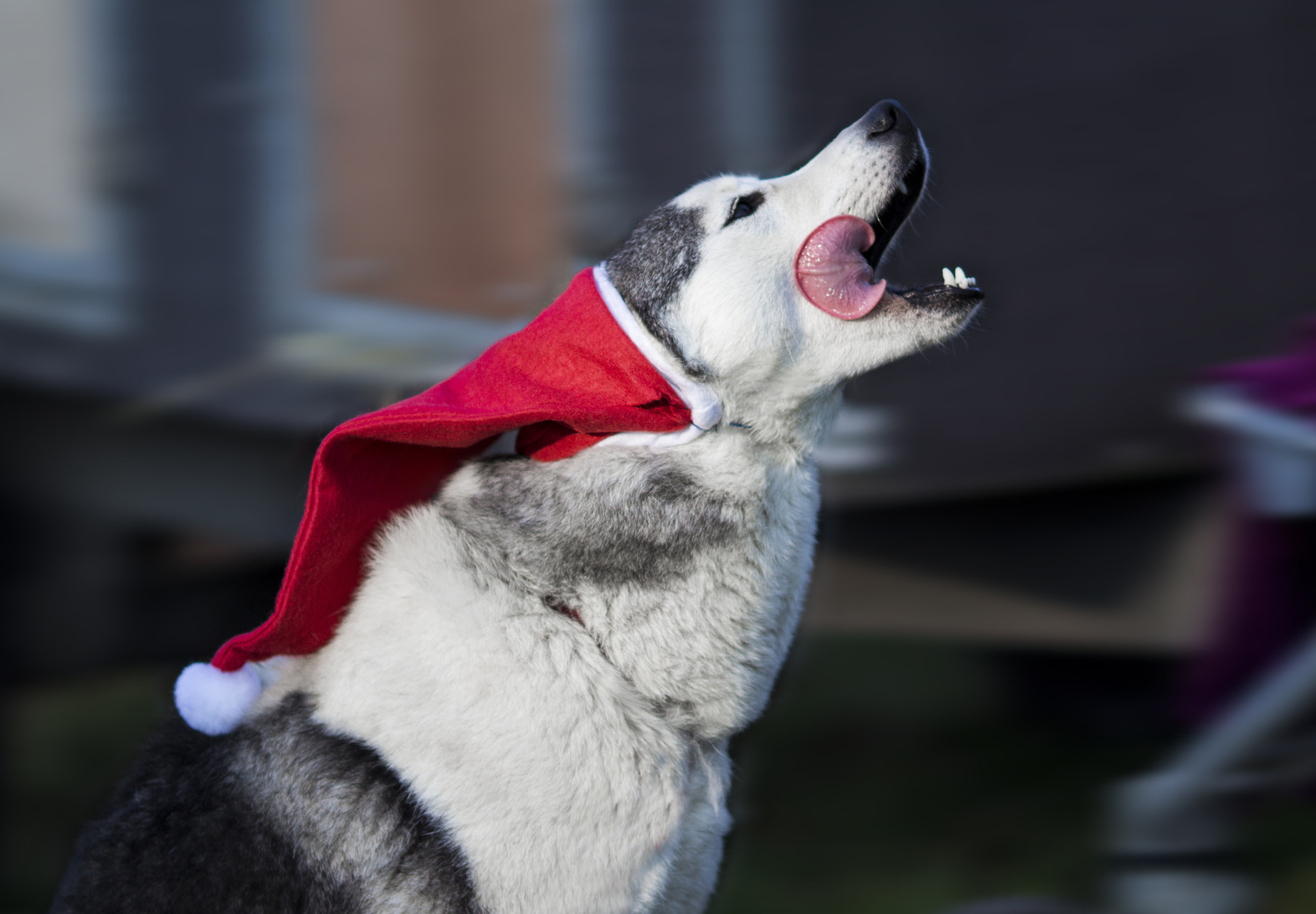 Canon EOS 100D (EOS Rebel SL1 / EOS Kiss X7) + Canon EF 135mm F2L USM sample photo. Santa husky photography