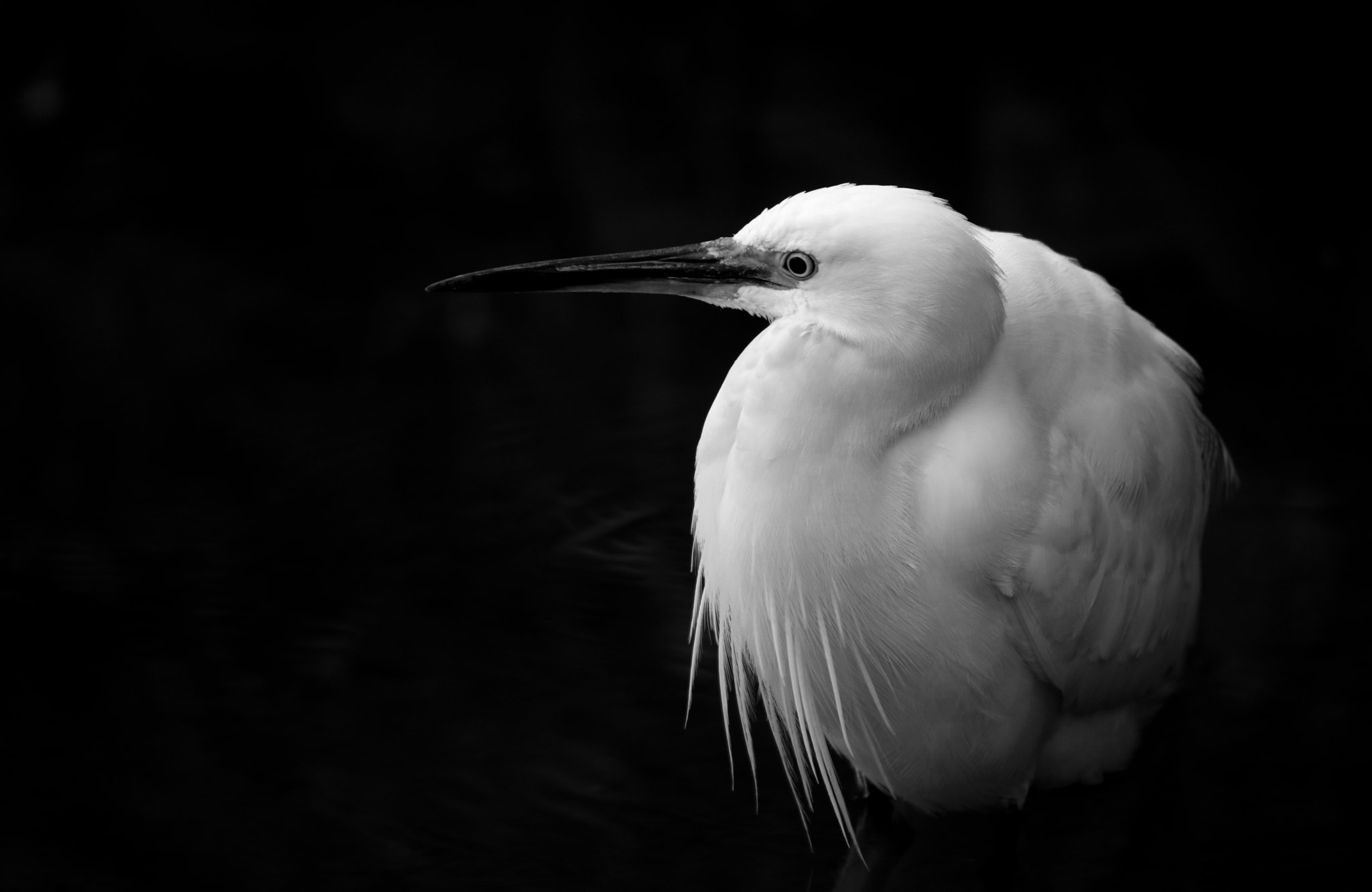 Canon EOS 5DS + Tamron SP 150-600mm F5-6.3 Di VC USD sample photo. Little egret photography