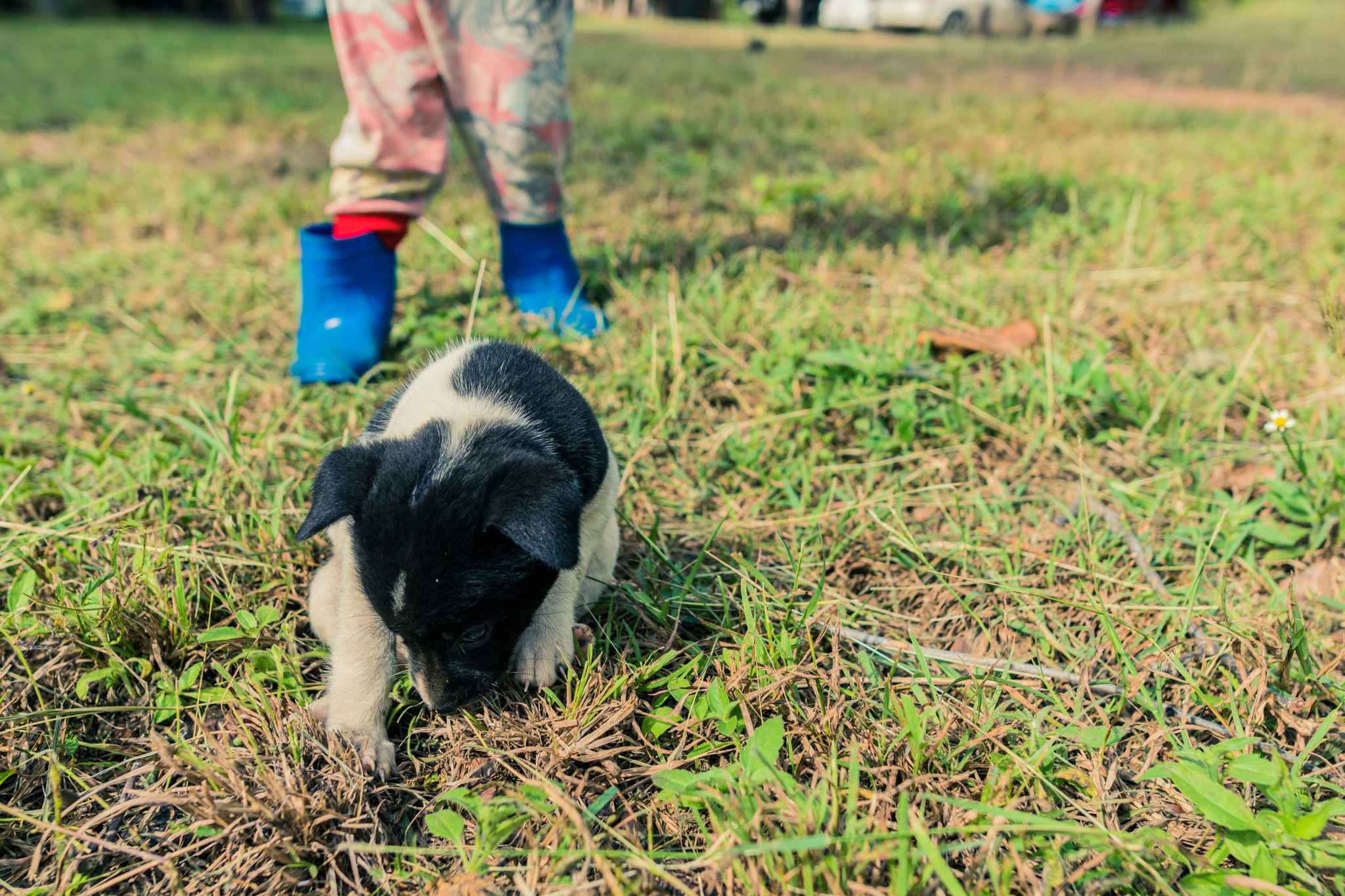 Nikon D3300 + Nikon AF-S Nikkor 20mm F1.8G ED sample photo. A dog in kanchanaburi photography