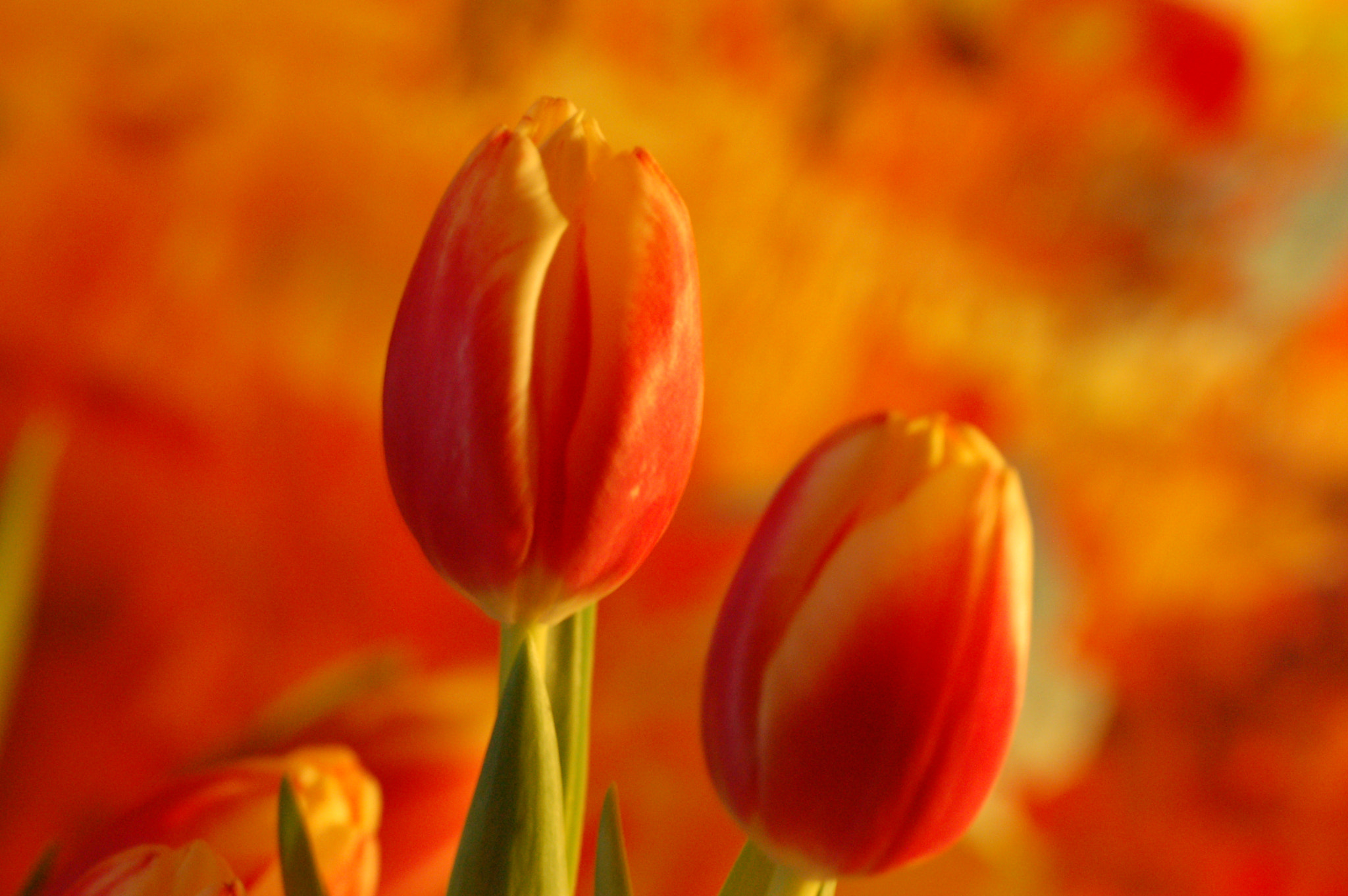 Sigma APO Macro 180mm F3.5 EX DG HSM sample photo. Tulips photography