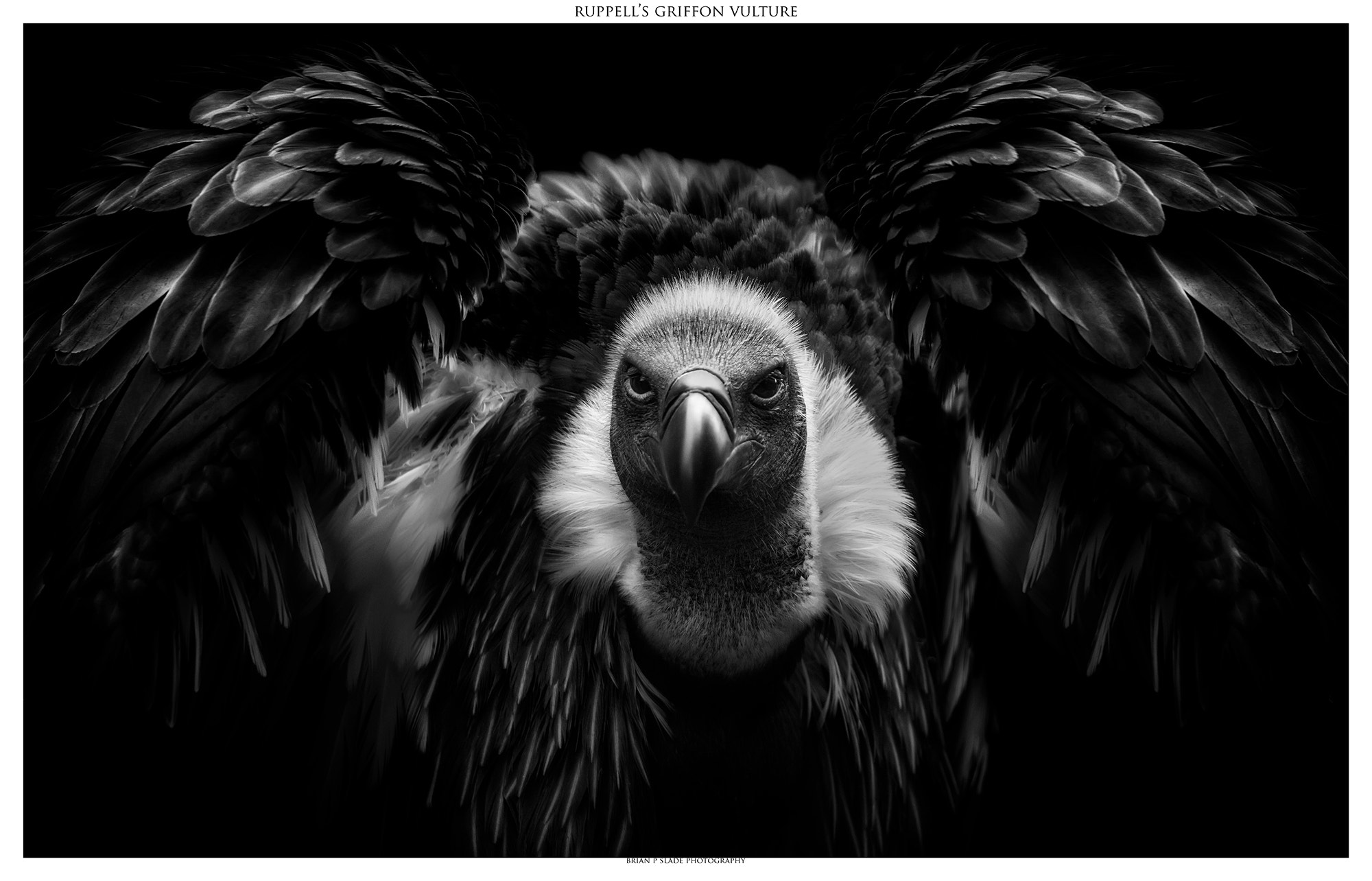 Sigma 150-600mm F5-6.3 DG OS HSM | C sample photo. Ruppell's griffon vulture photography