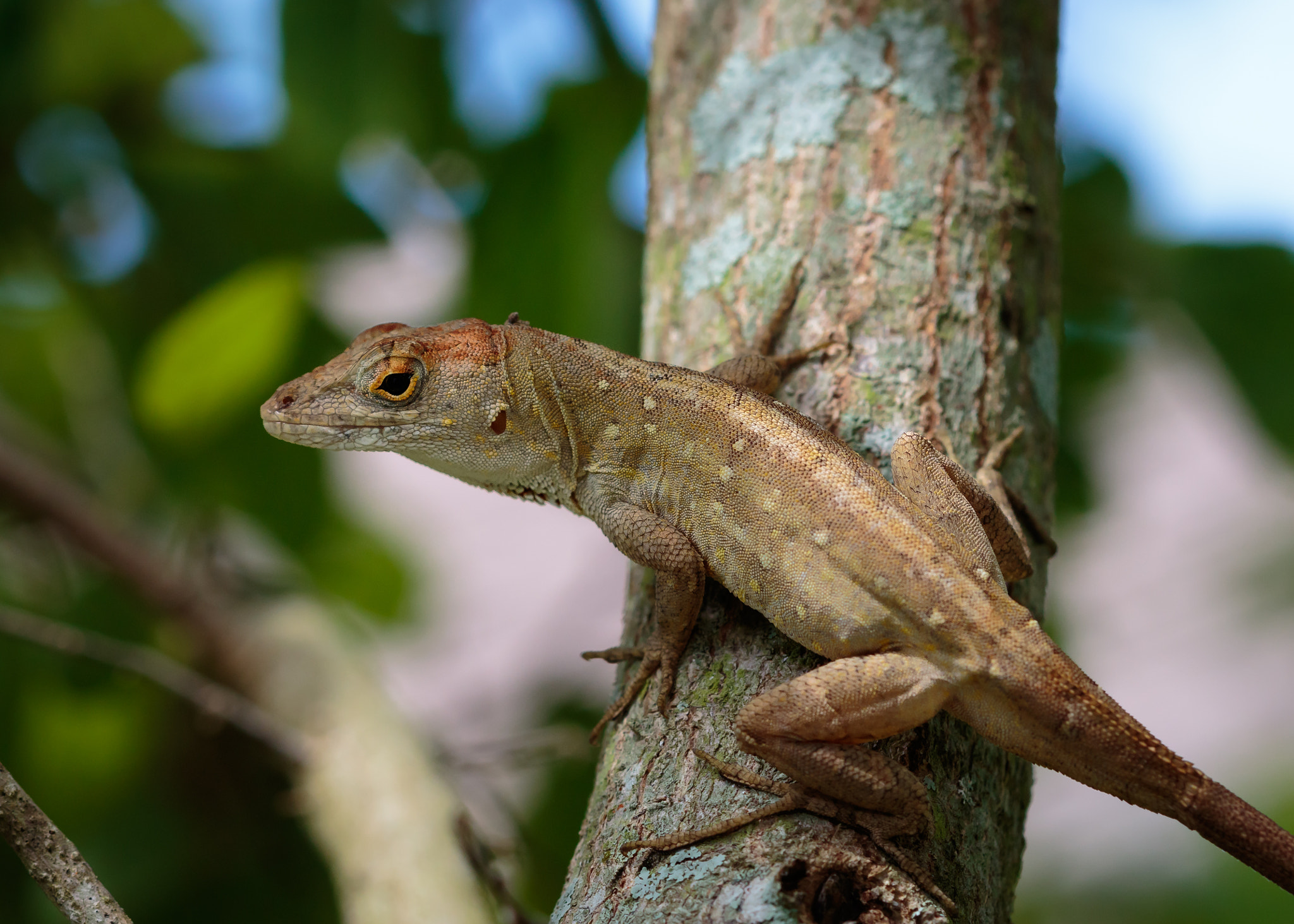 Canon EF 100mm F2.8 Macro USM sample photo. The mighty hunter photography