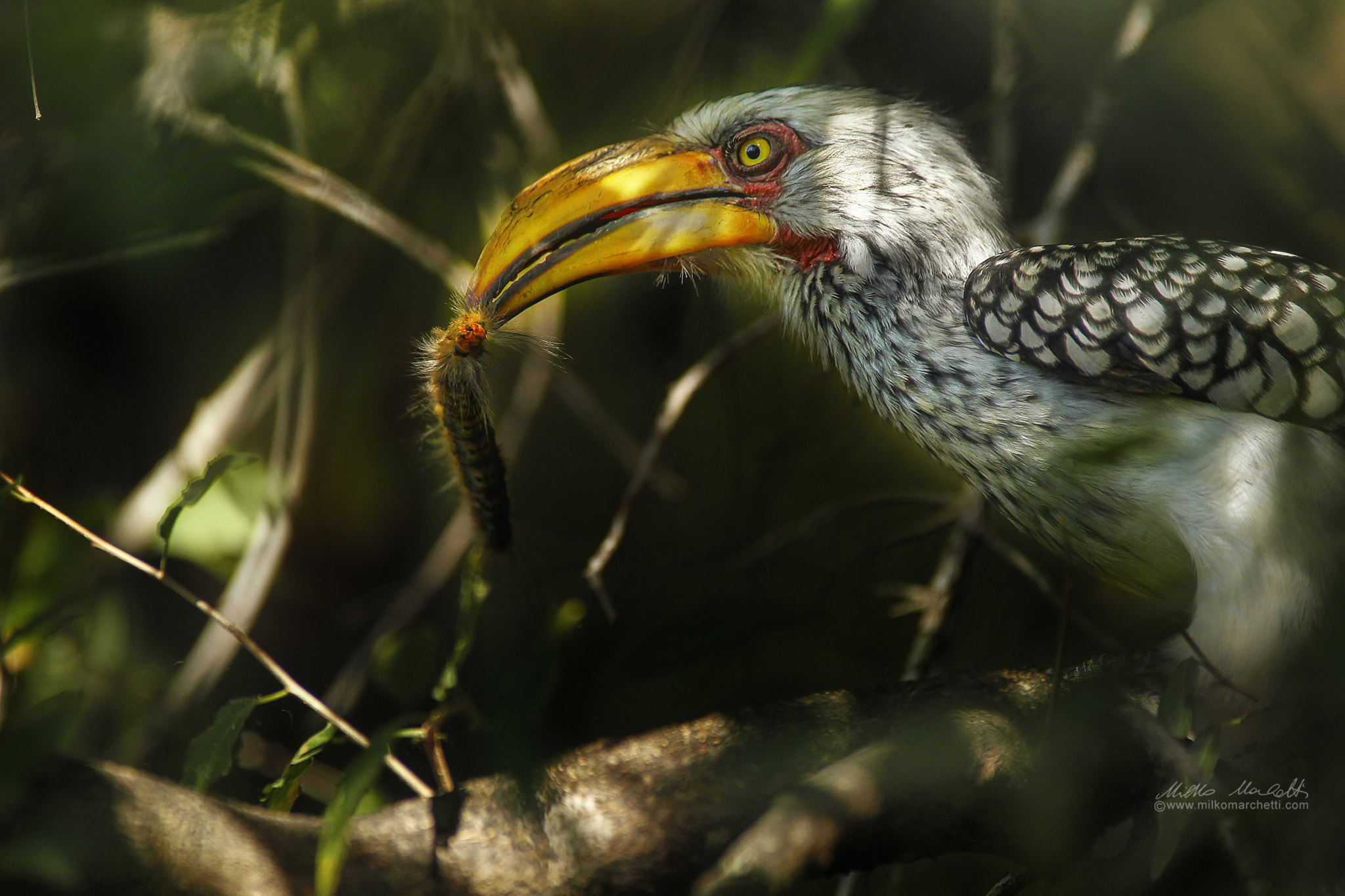Canon EF 300mm f/2.8L + 1.4x sample photo. Hornbill photography