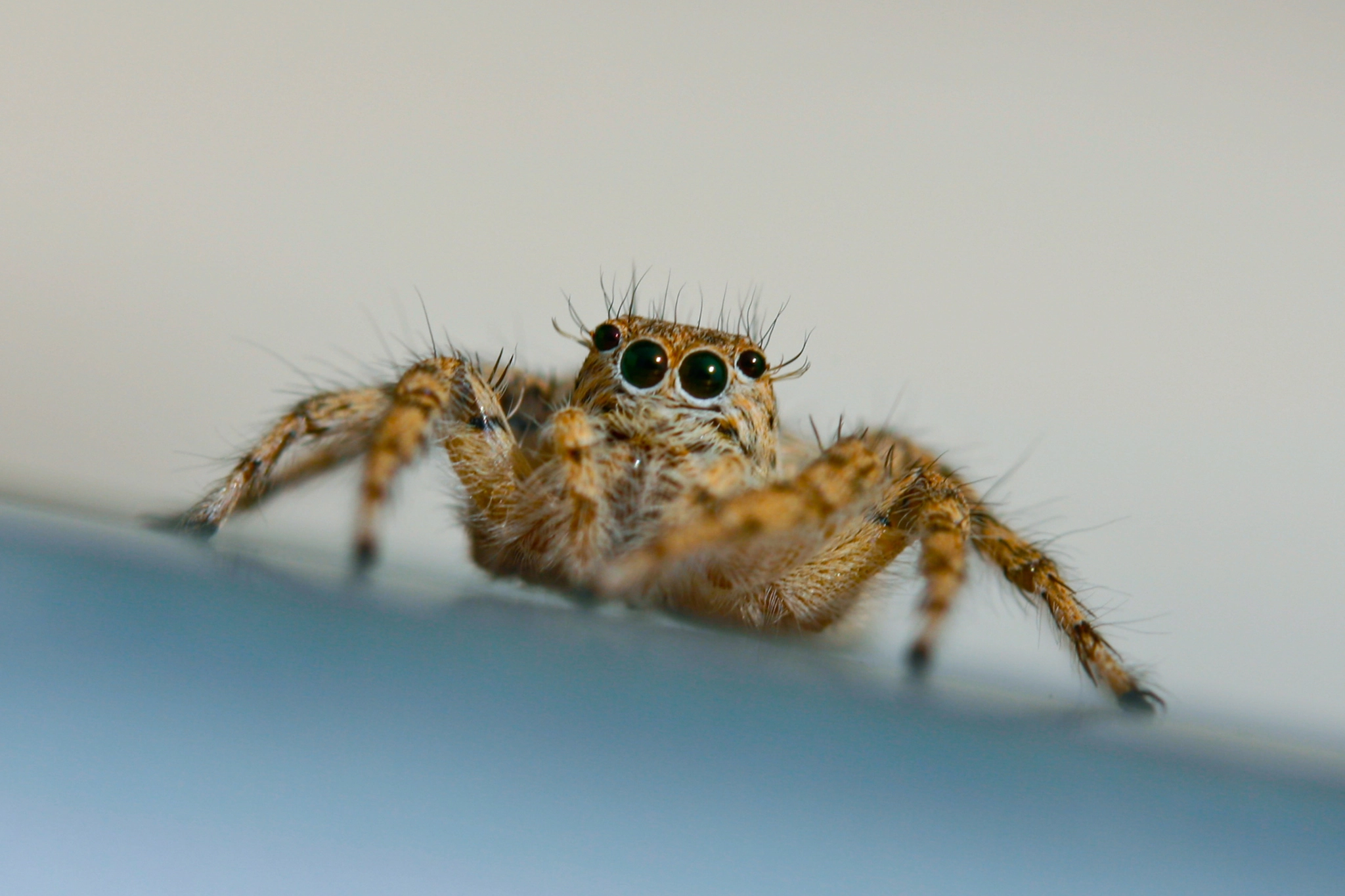 Canon EF-S 60mm F2.8 Macro USM sample photo. Itsy bitsy spider photography