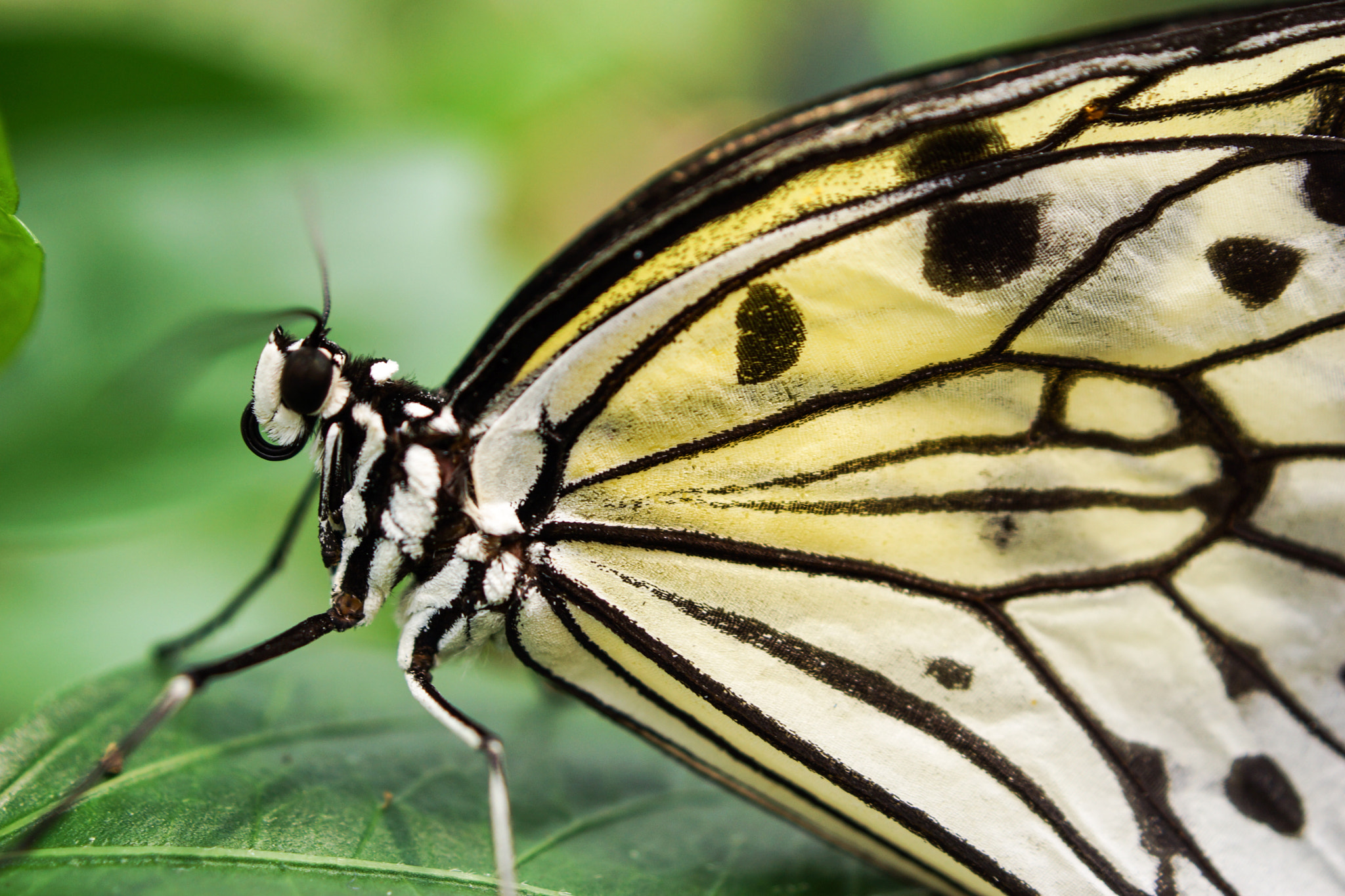 Sony SLT-A65 (SLT-A65V) + Sony DT 30mm F2.8 Macro SAM sample photo. Butterfly  photography