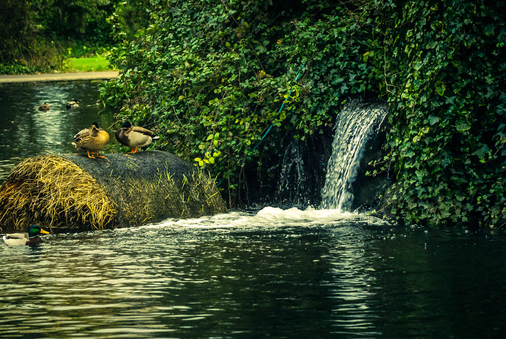 Sony Alpha DSLR-A200 + Sigma 70-300mm F4-5.6 DL Macro sample photo. St. anne's park photography