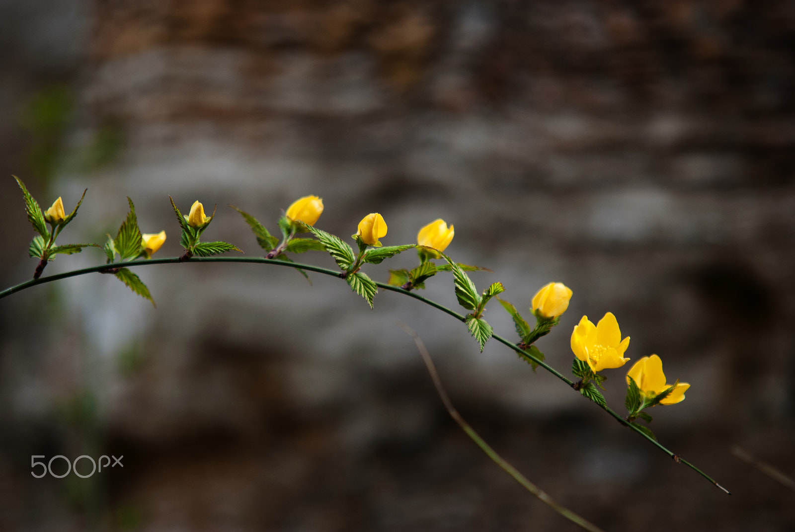 Sigma 70-200mm F2.8 EX DG Macro HSM II sample photo. 迎春花 photography