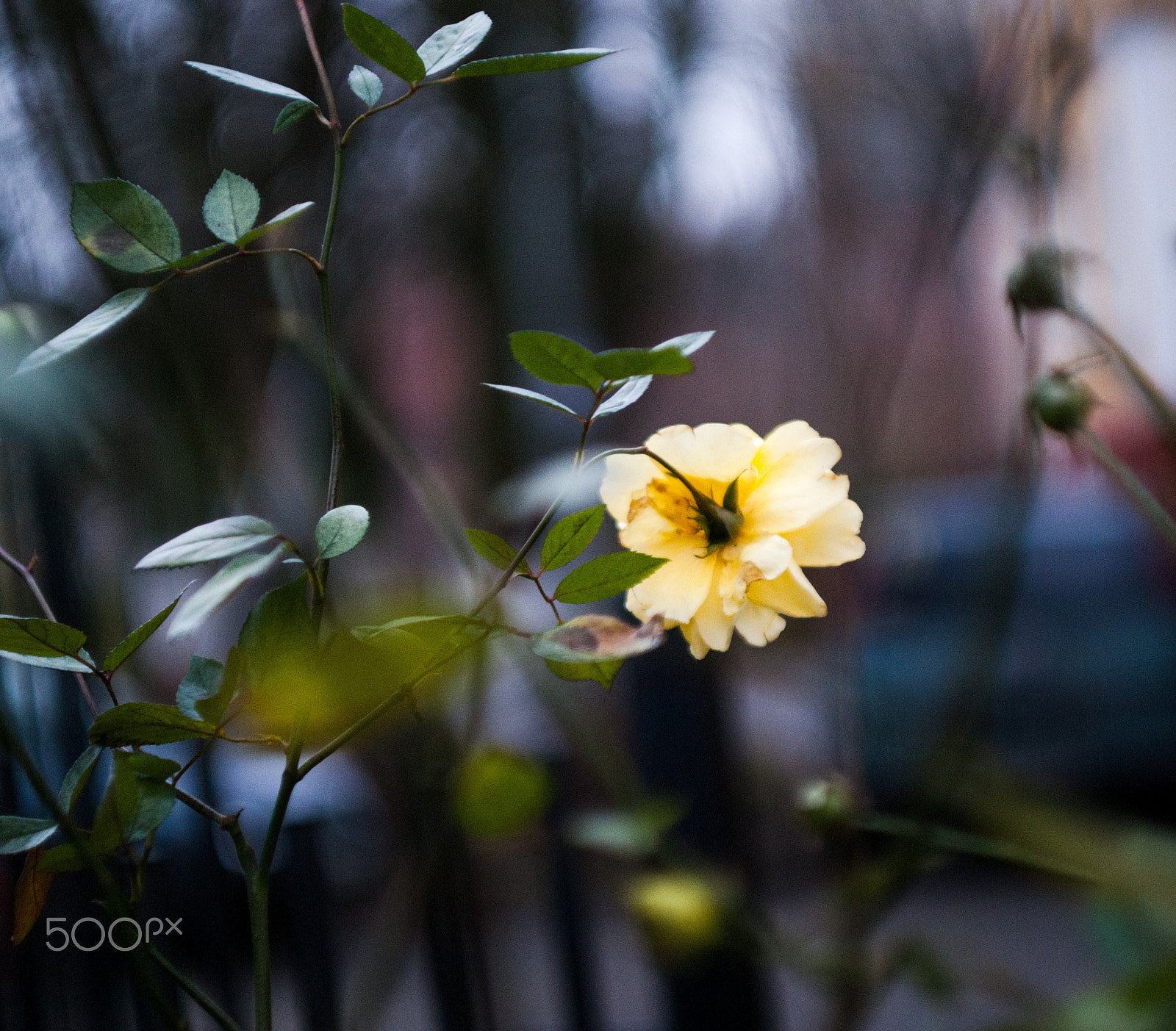 Sony Alpha DSLR-A200 + Minolta AF 50mm F1.7 sample photo. Nature perfection photography