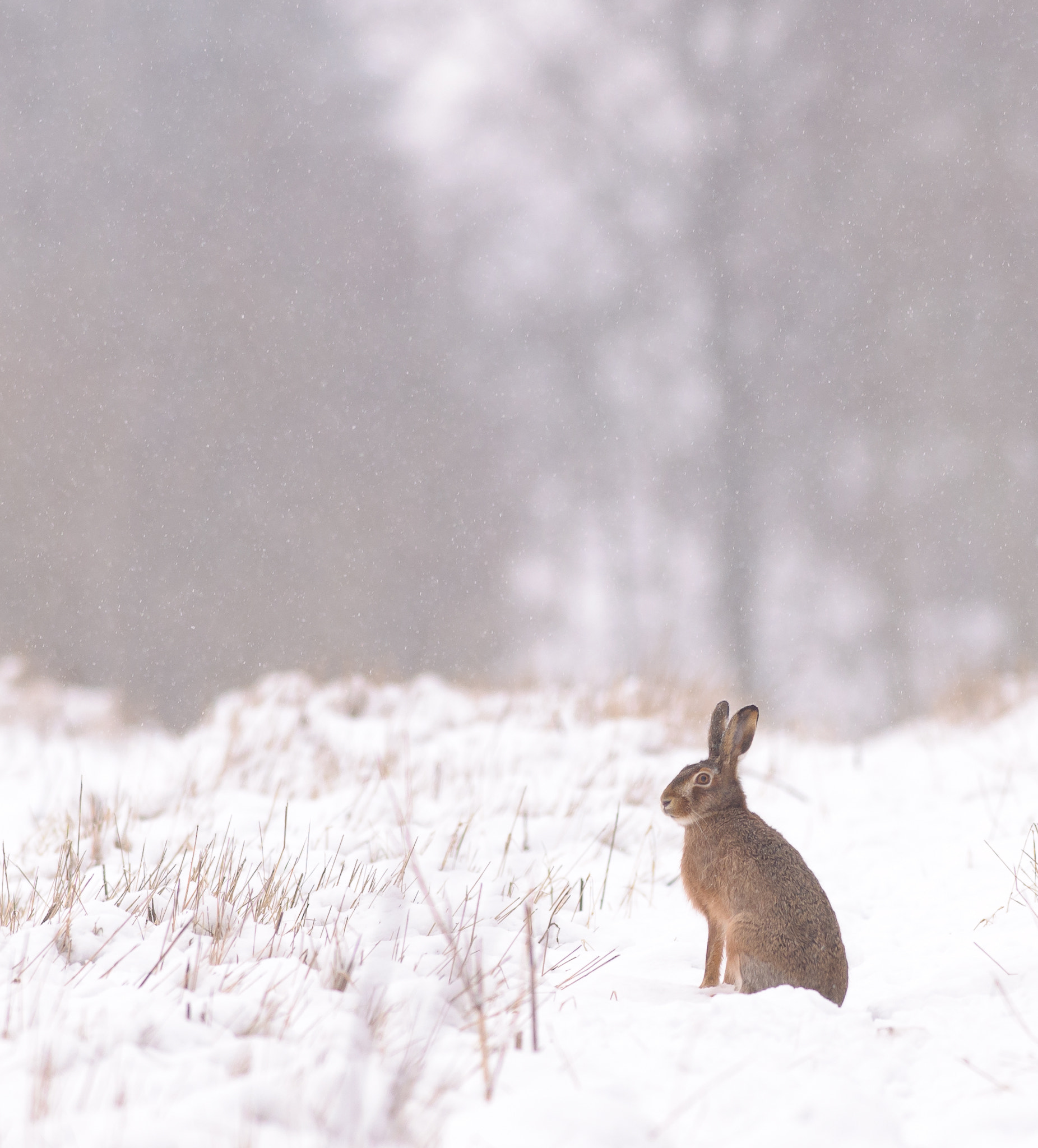 Nikon AF-S Nikkor 300mm F2.8G ED VR II sample photo. Brown hare in snow photography