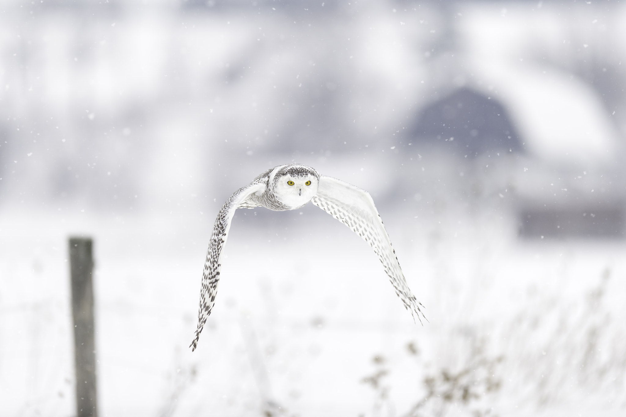 Nikon AF-S Nikkor 400mm F2.8G ED VR II sample photo. Covering the rural expanse... photography
