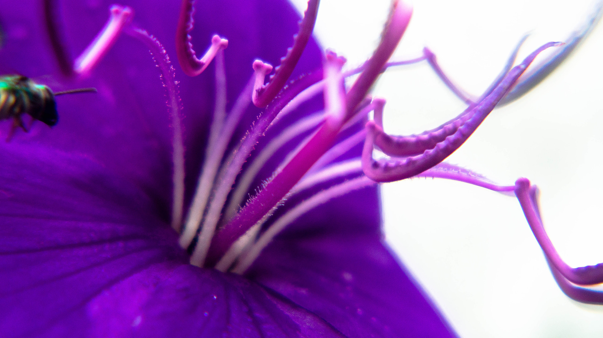 Sony SLT-A37 + Tokina 70-210mm F4-5.6 sample photo. Purple haze photography