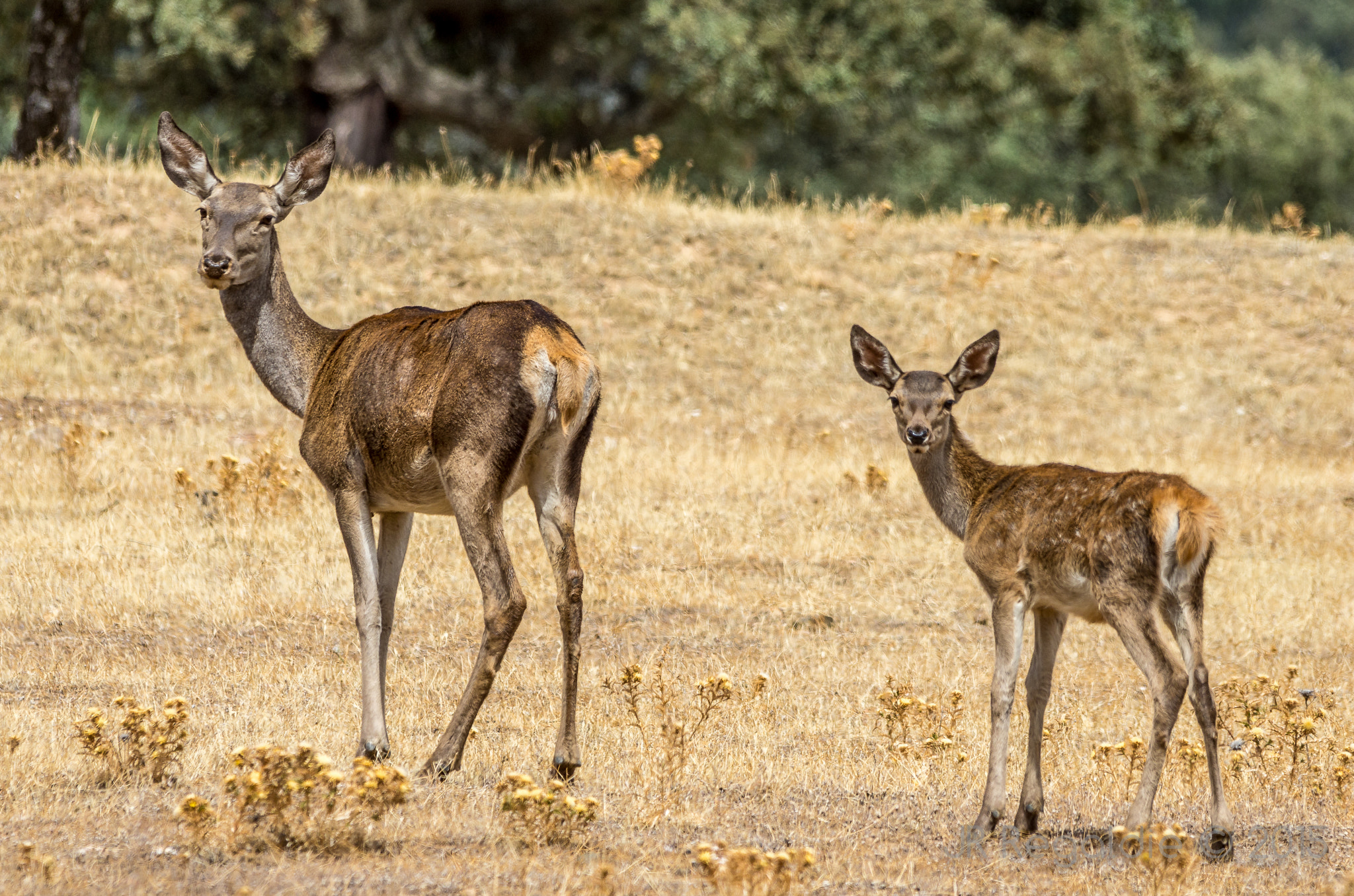 Sigma 150-500mm F5-6.3 DG OS HSM sample photo. Mira hijo photography