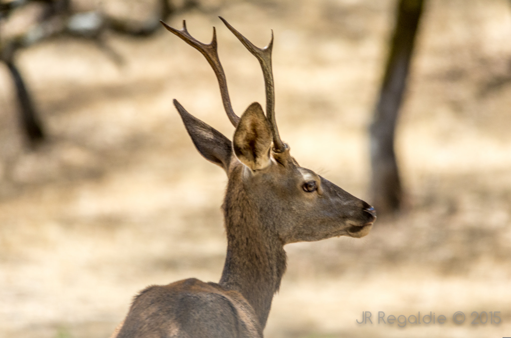 Sigma 150-500mm F5-6.3 DG OS HSM sample photo. De reojo photography