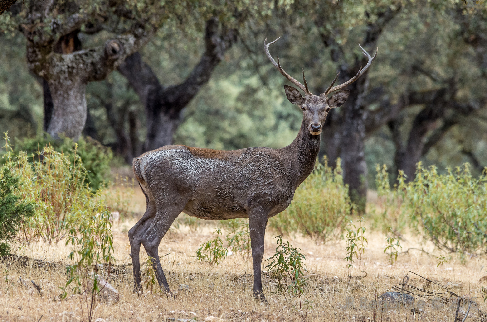 Pentax K-5 + Sigma 150-500mm F5-6.3 DG OS HSM sample photo. Piel de barro photography