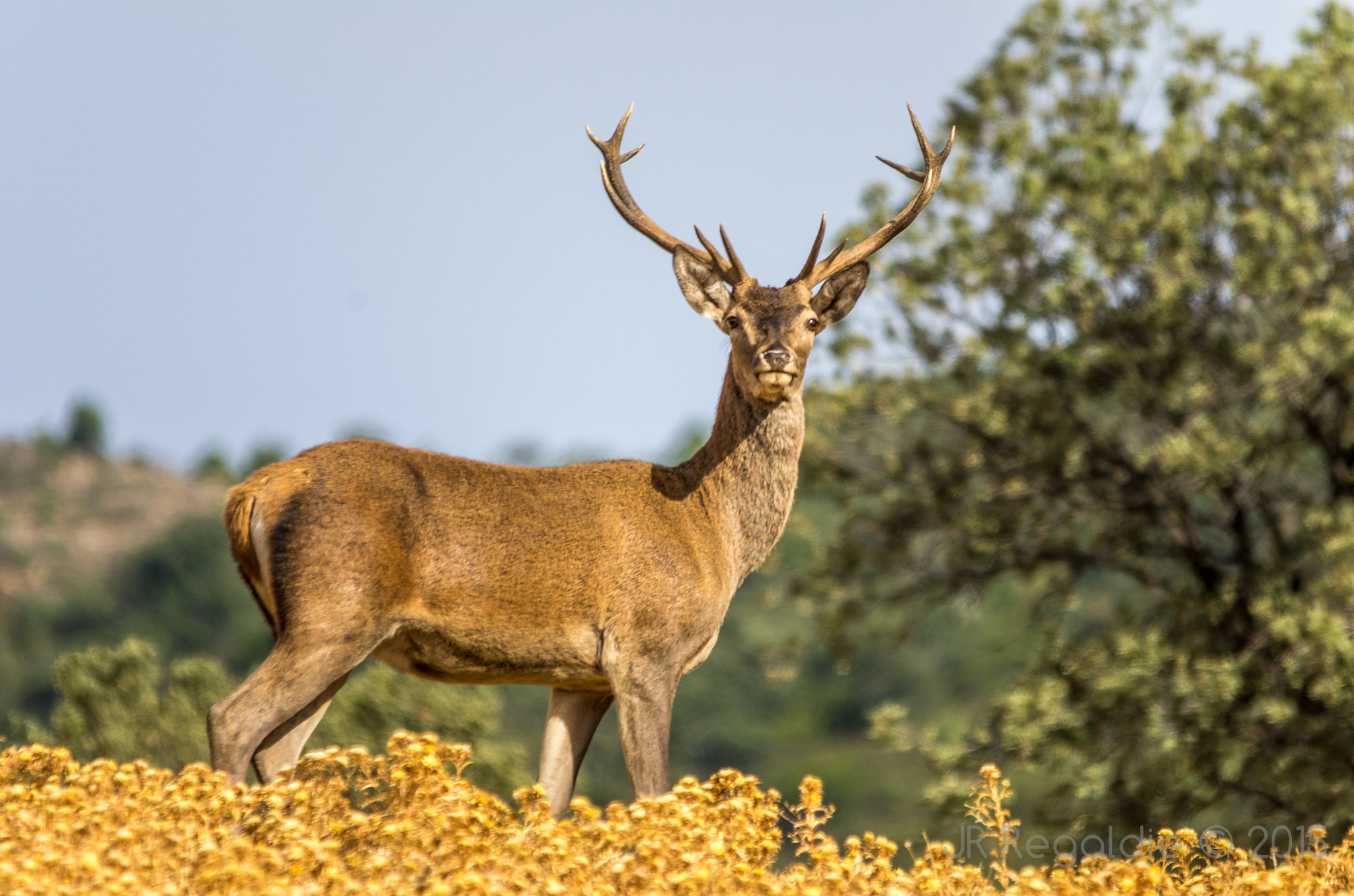 Sigma 150-500mm F5-6.3 DG OS HSM sample photo. Cervus photography