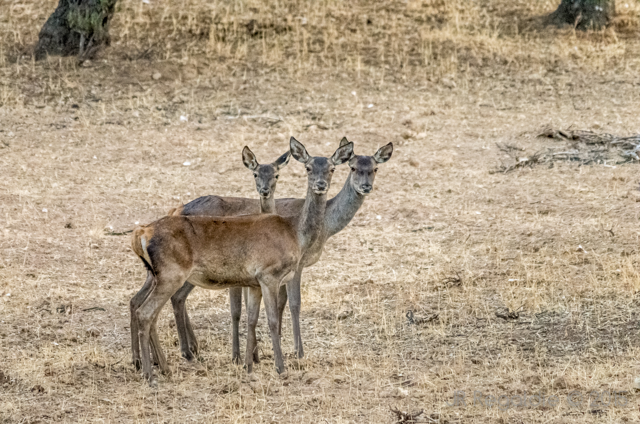 Sigma 150-500mm F5-6.3 DG OS HSM sample photo. Tricierva photography