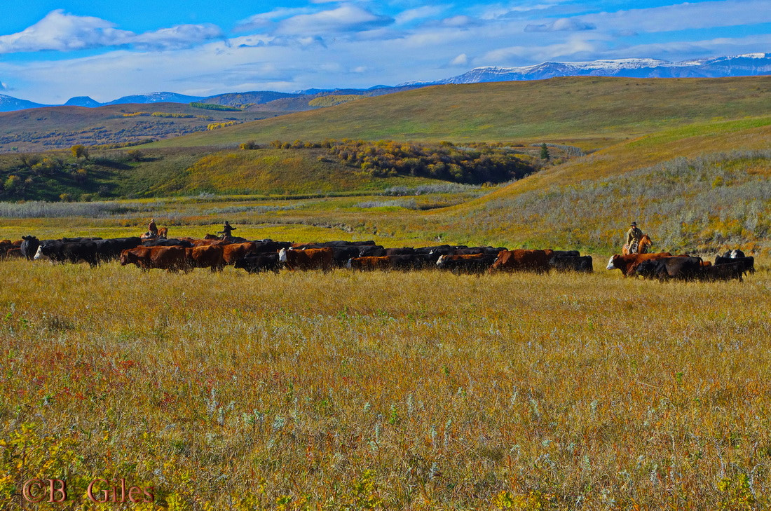 Pentax K-5 IIs sample photo. Cowboy fall photography