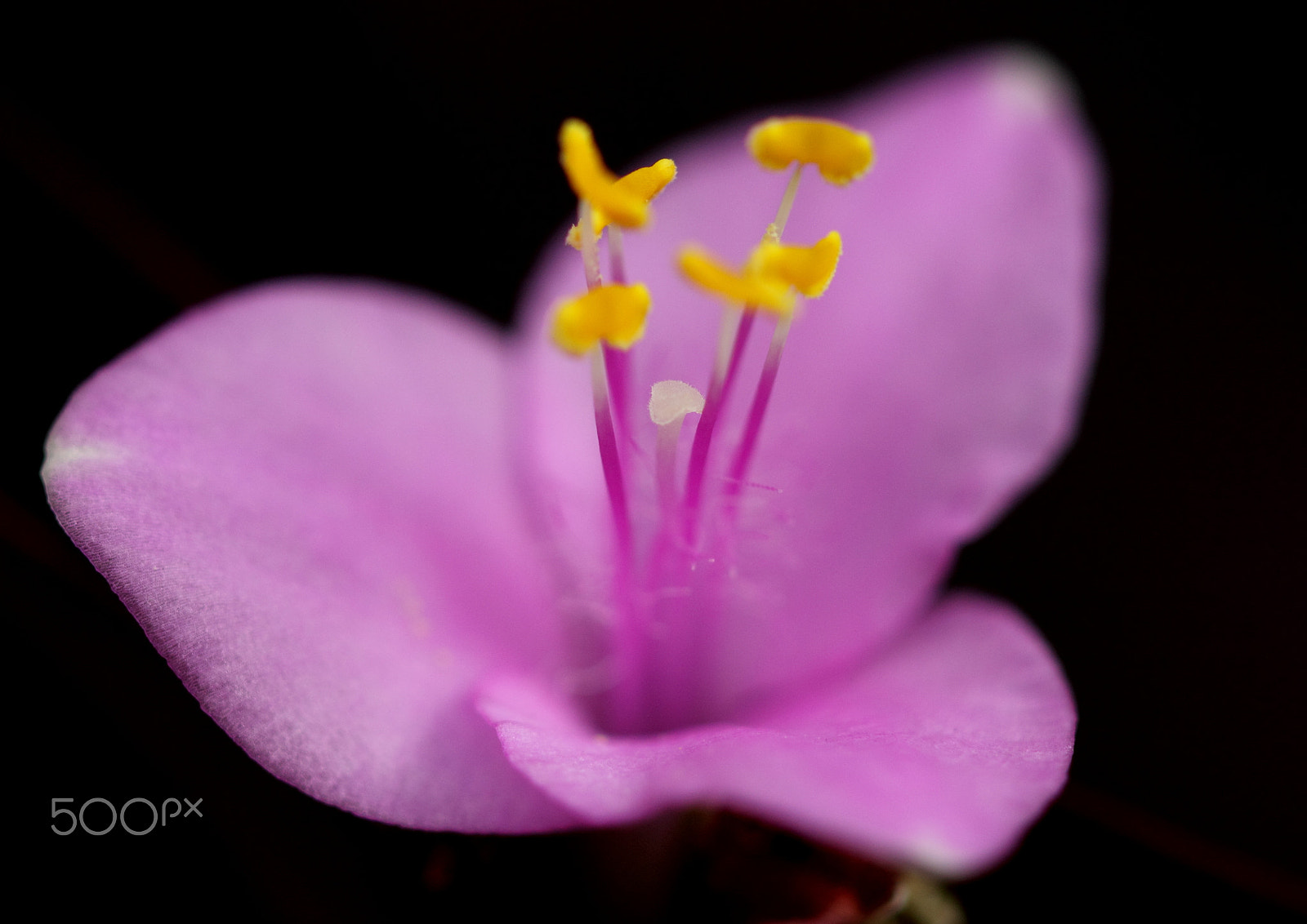 Canon EOS 550D (EOS Rebel T2i / EOS Kiss X4) + Canon EF 100mm F2.8 Macro USM sample photo. Served soft photography