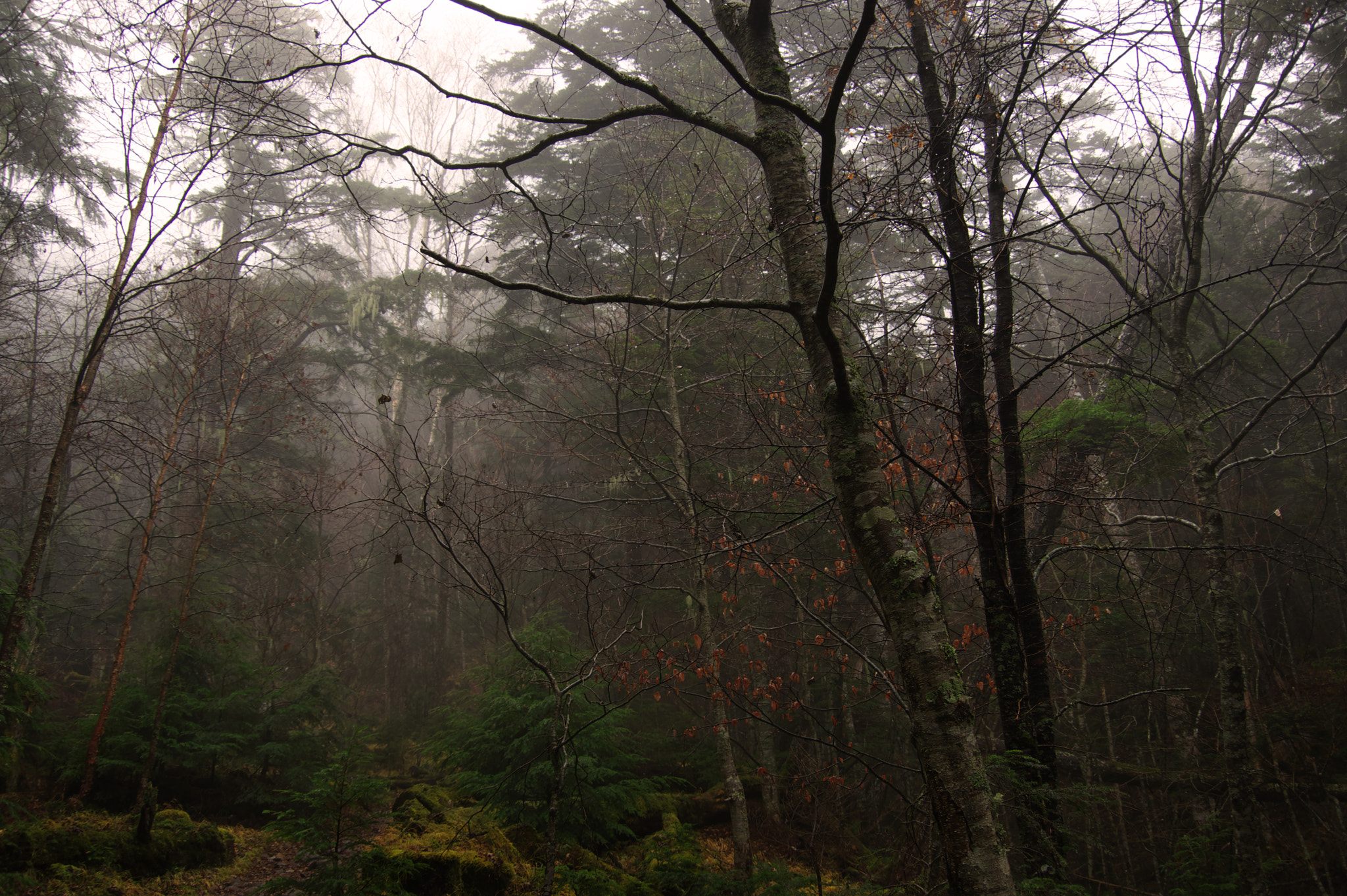 Pentax K-3 sample photo. North yatsugatake mountains / nagano prefecture photography