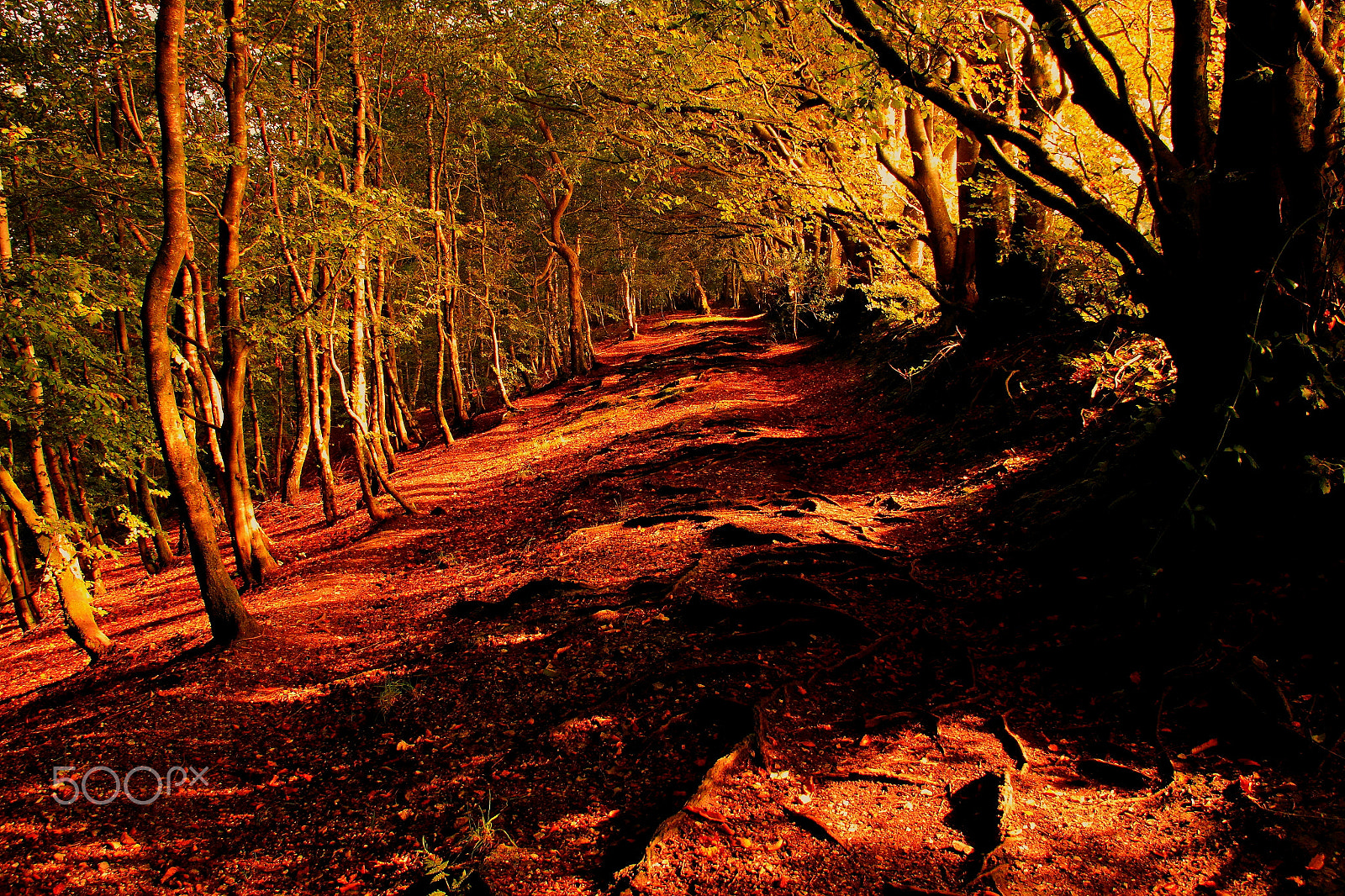 Canon 17-70mm sample photo. Blackdown hill wellington somerset england photography