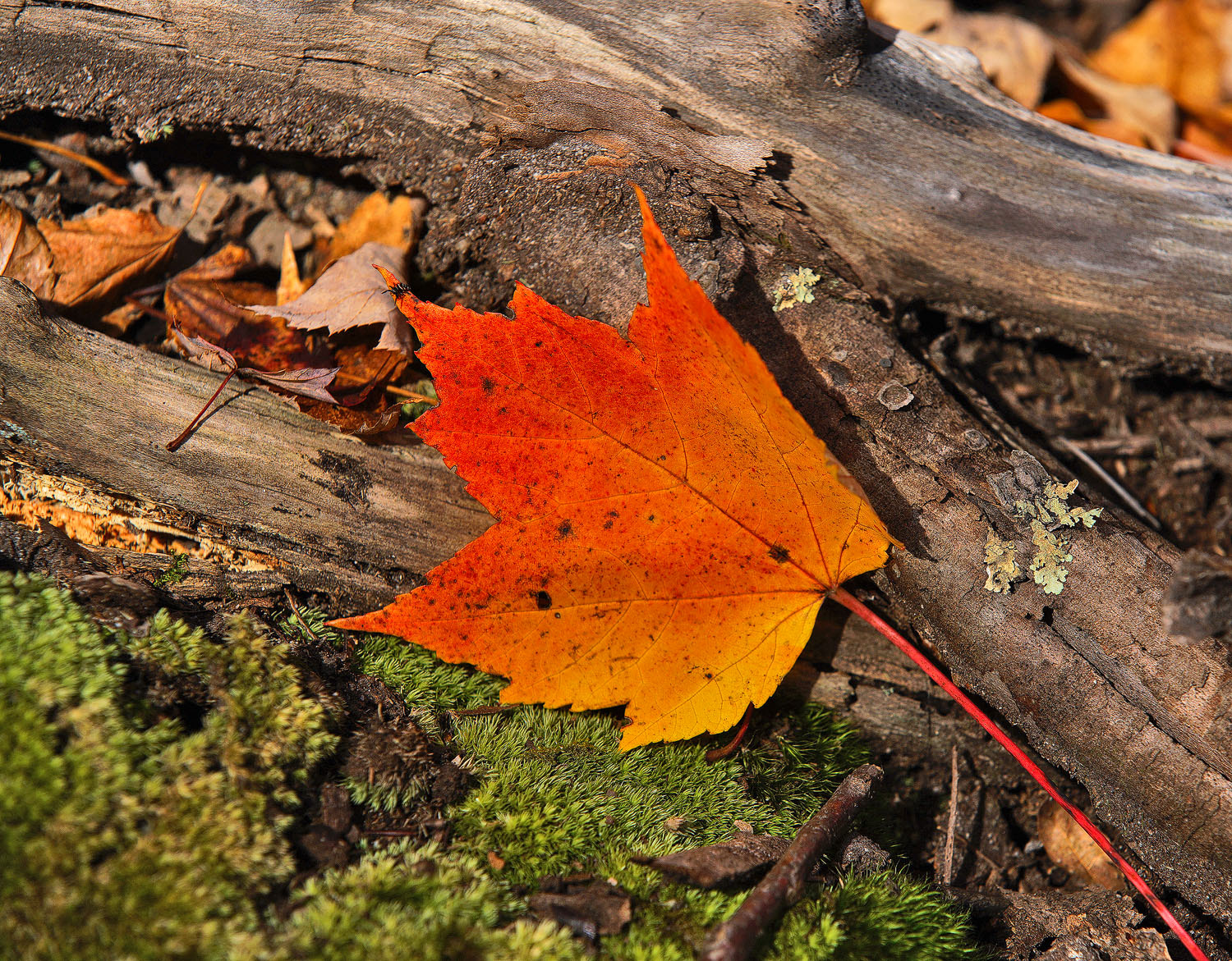 70-200mm F2.8 G SSM OSS II sample photo. Settled in for the winter photography