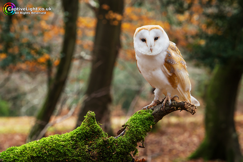Canon EOS M + Canon EF-S 55-250mm F4-5.6 IS STM sample photo. Barn owl photography