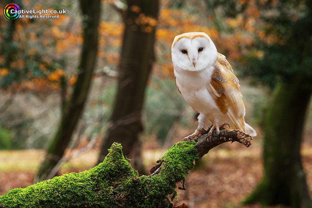 Canon EOS M sample photo. Barn owl photography