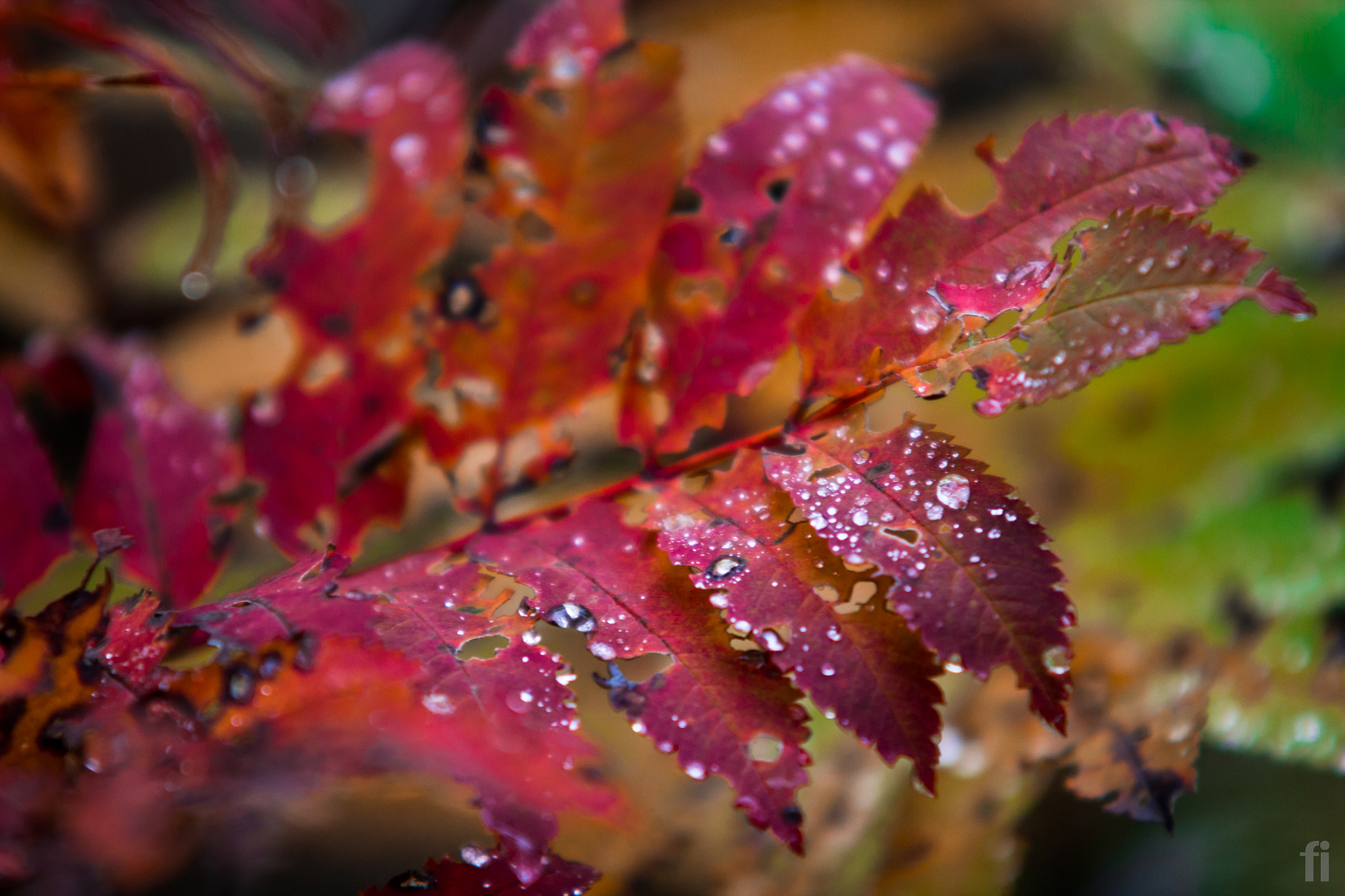 Canon EOS 600D (Rebel EOS T3i / EOS Kiss X5) + Sigma 70-200mm F2.8 EX DG OS HSM sample photo. Red autumn leaf photography