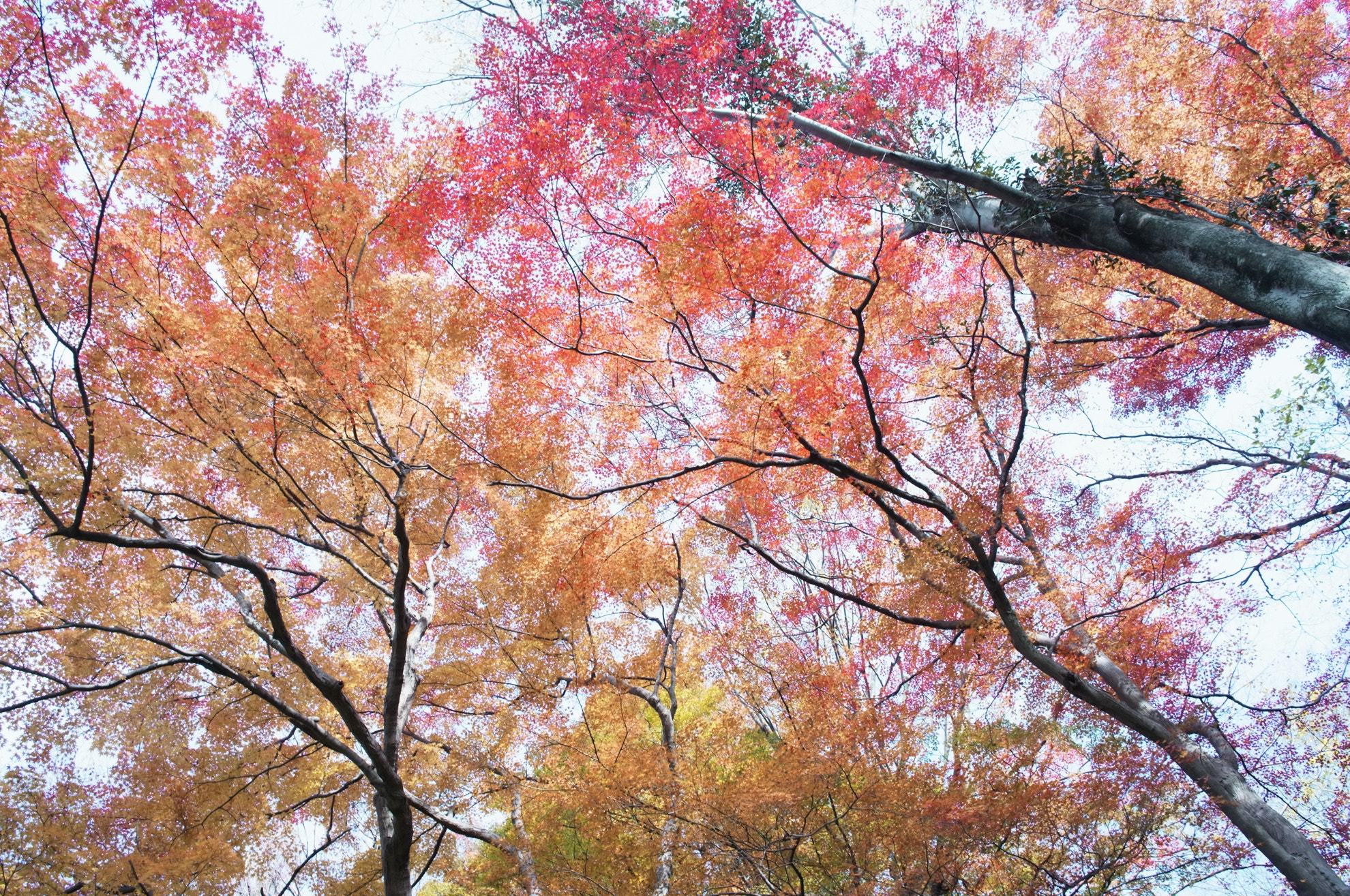 GR LENS A12 28mm F2.5 sample photo. Autumn leaves photography