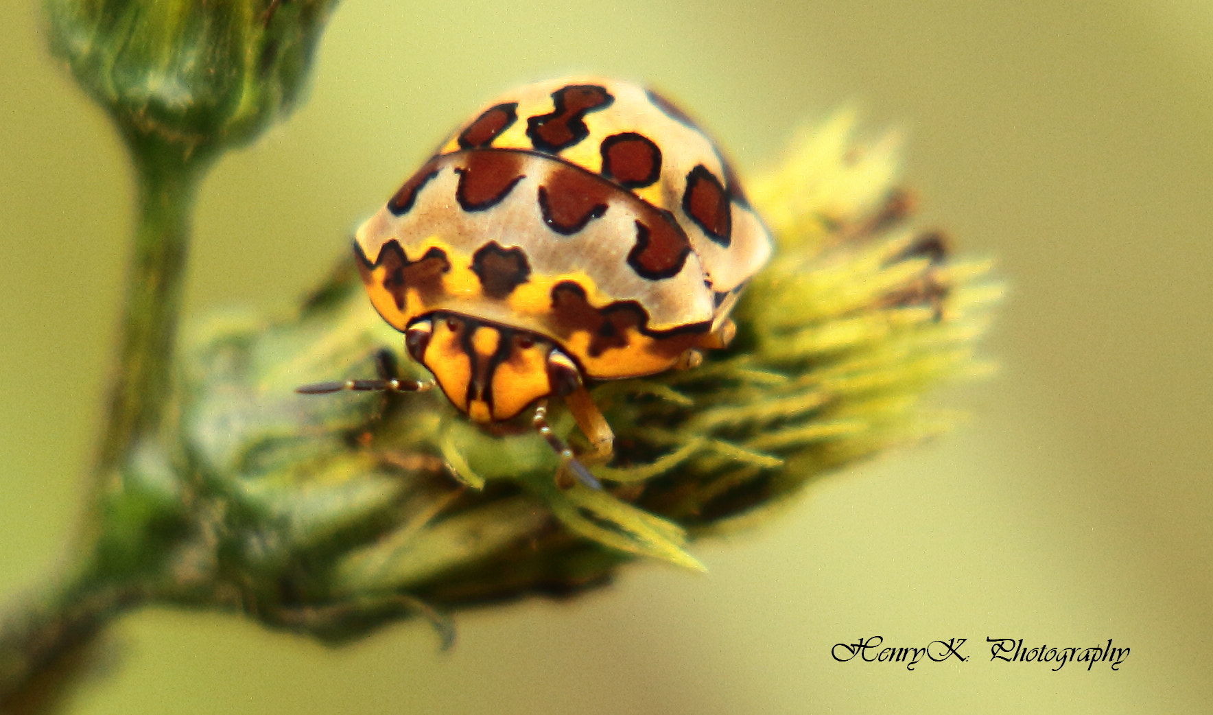 Canon EOS 7D + Canon EF-S 18-135mm F3.5-5.6 IS STM sample photo. Colourful ladybug photography