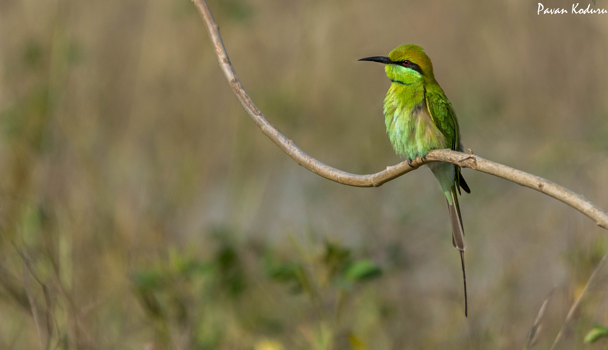 Sigma 150-500mm F5-6.3 DG OS HSM sample photo. Peching... photography