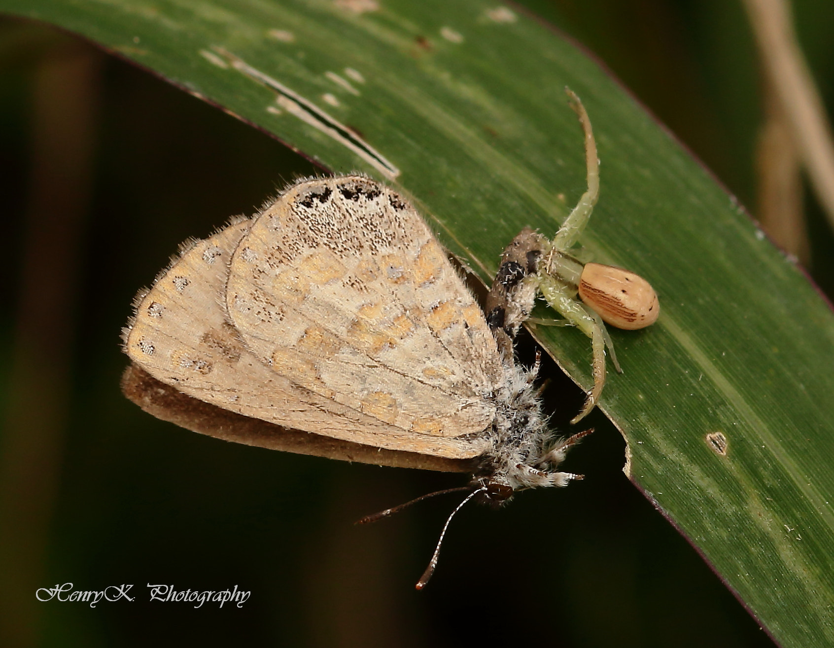 Canon 105mm sample photo. Cordial relationship photography