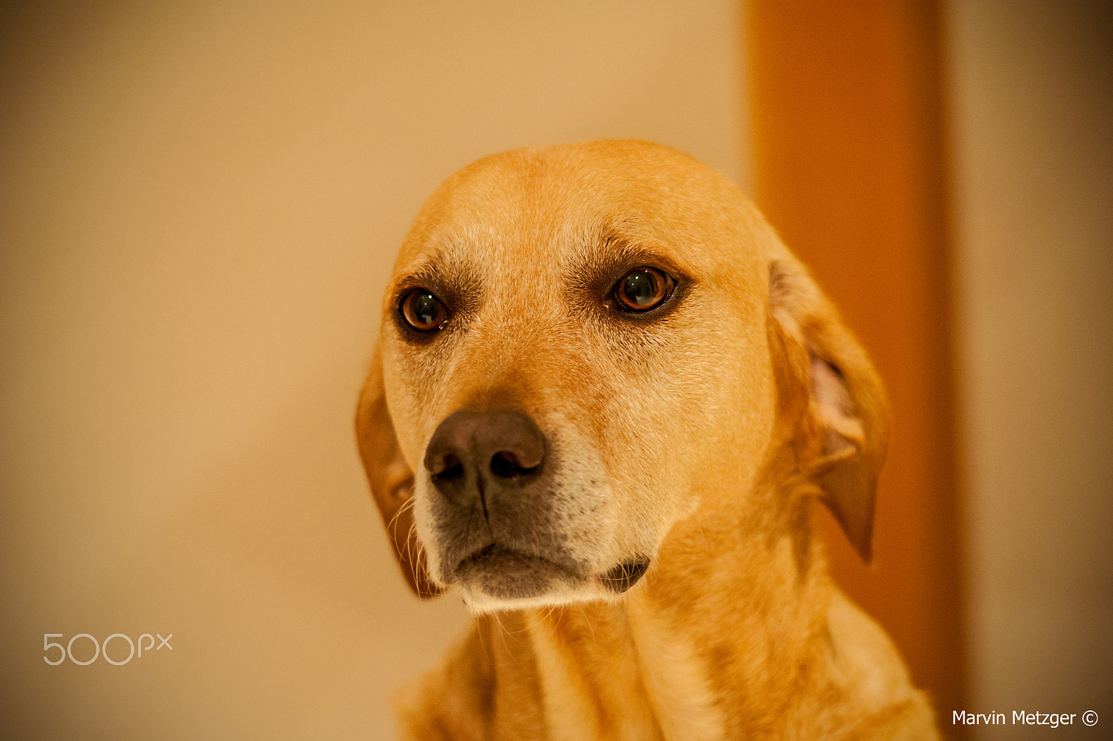Sigma 150-500mm F5-6.3 DG OS HSM sample photo. Dog portrait photography
