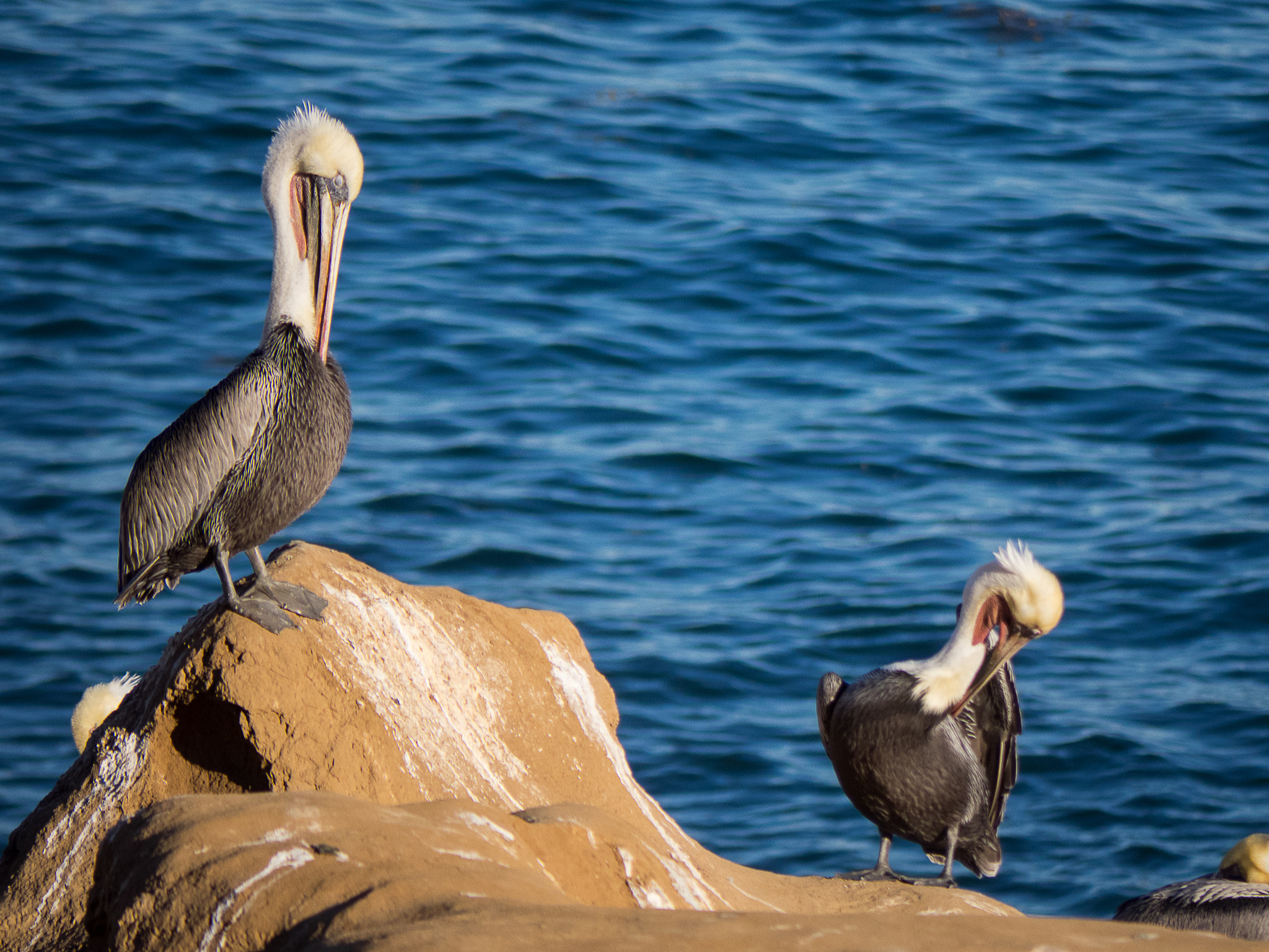 Panasonic Lumix G Vario 45-200mm F4-5.6 OIS sample photo