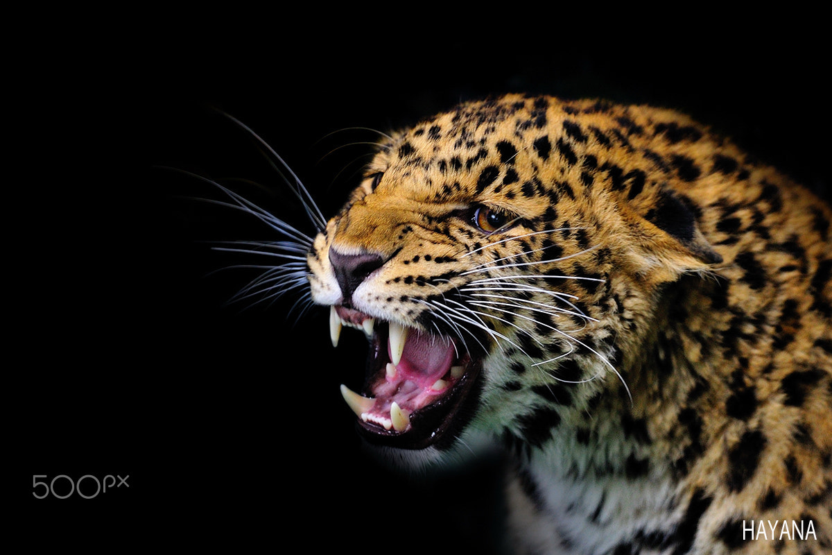 Nikon D3S sample photo. Angry photography