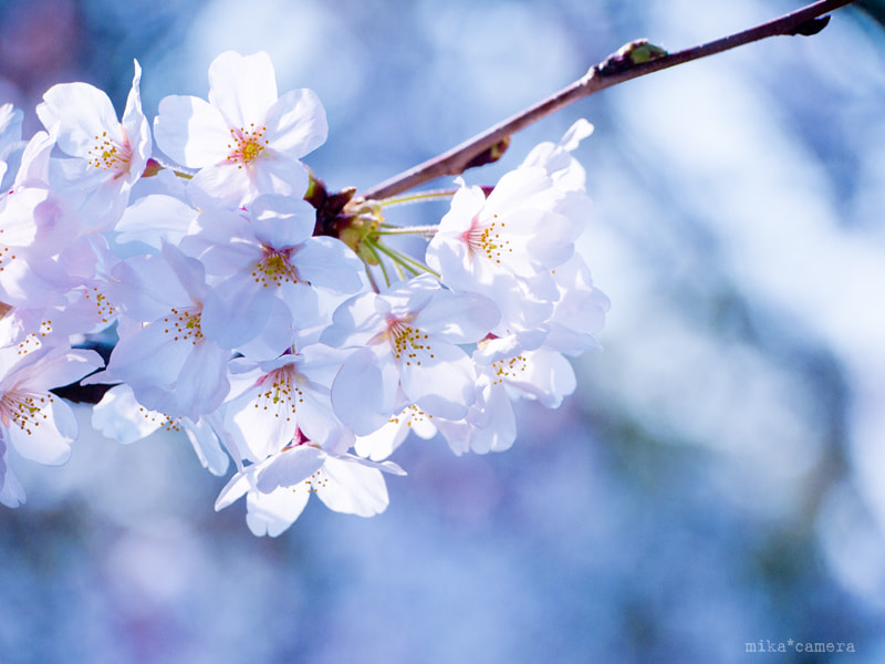 Olympus PEN E-PL1 sample photo. 桜2014 photography
