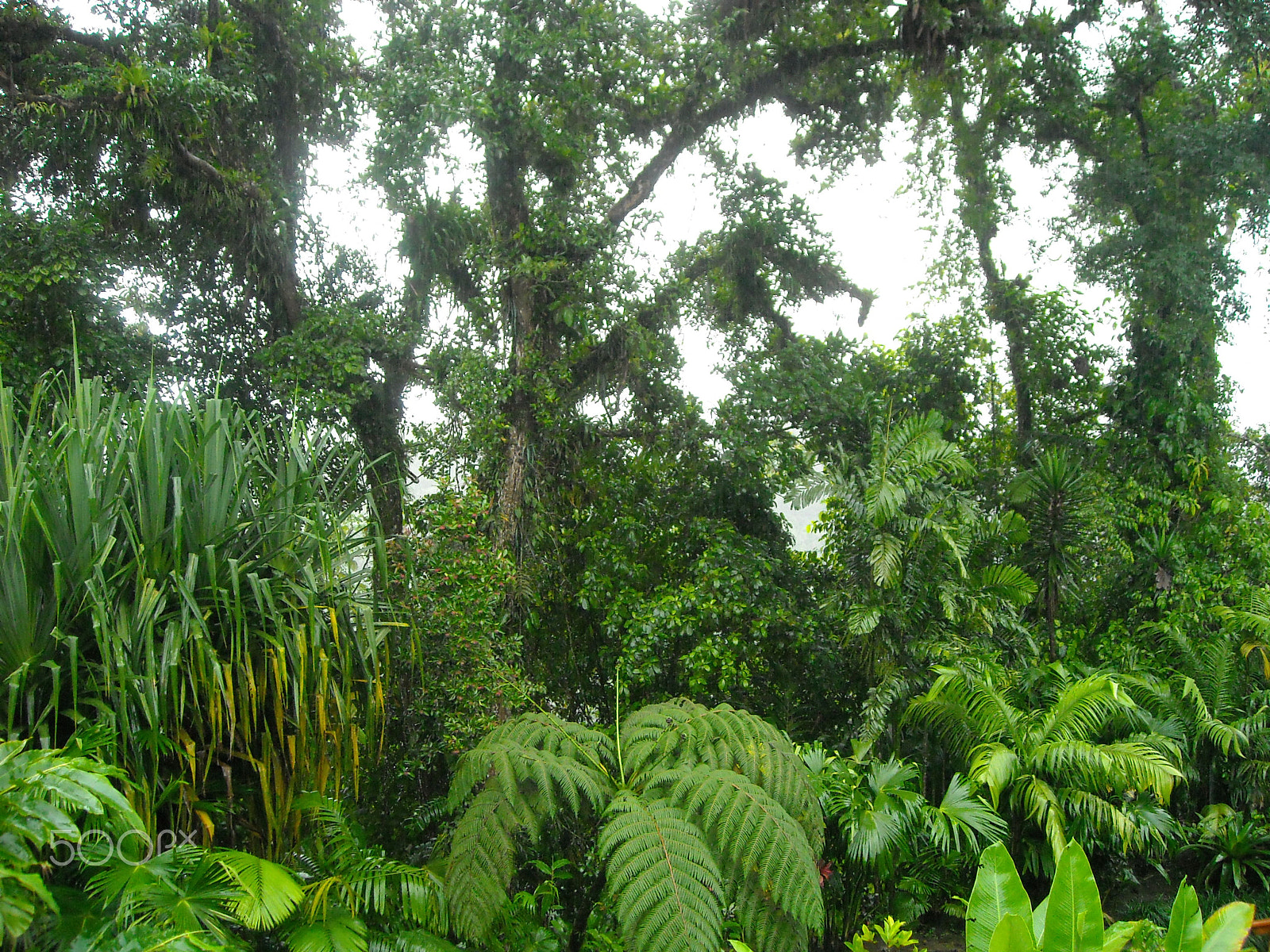 Nikon Coolpix L16 sample photo. Rainforest photography