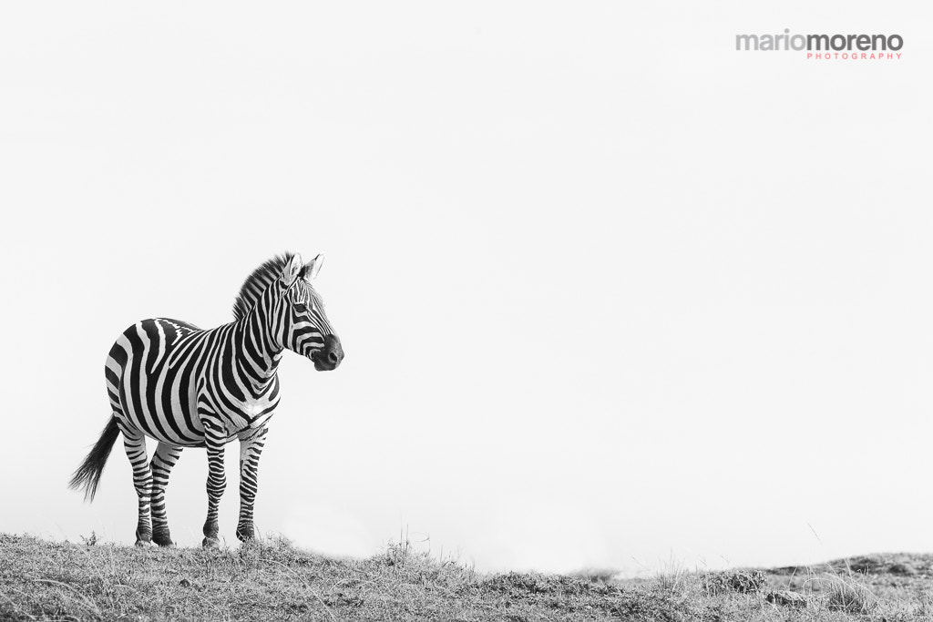 Canon EF 300mm F2.8L IS USM sample photo. Zebra in mara photography