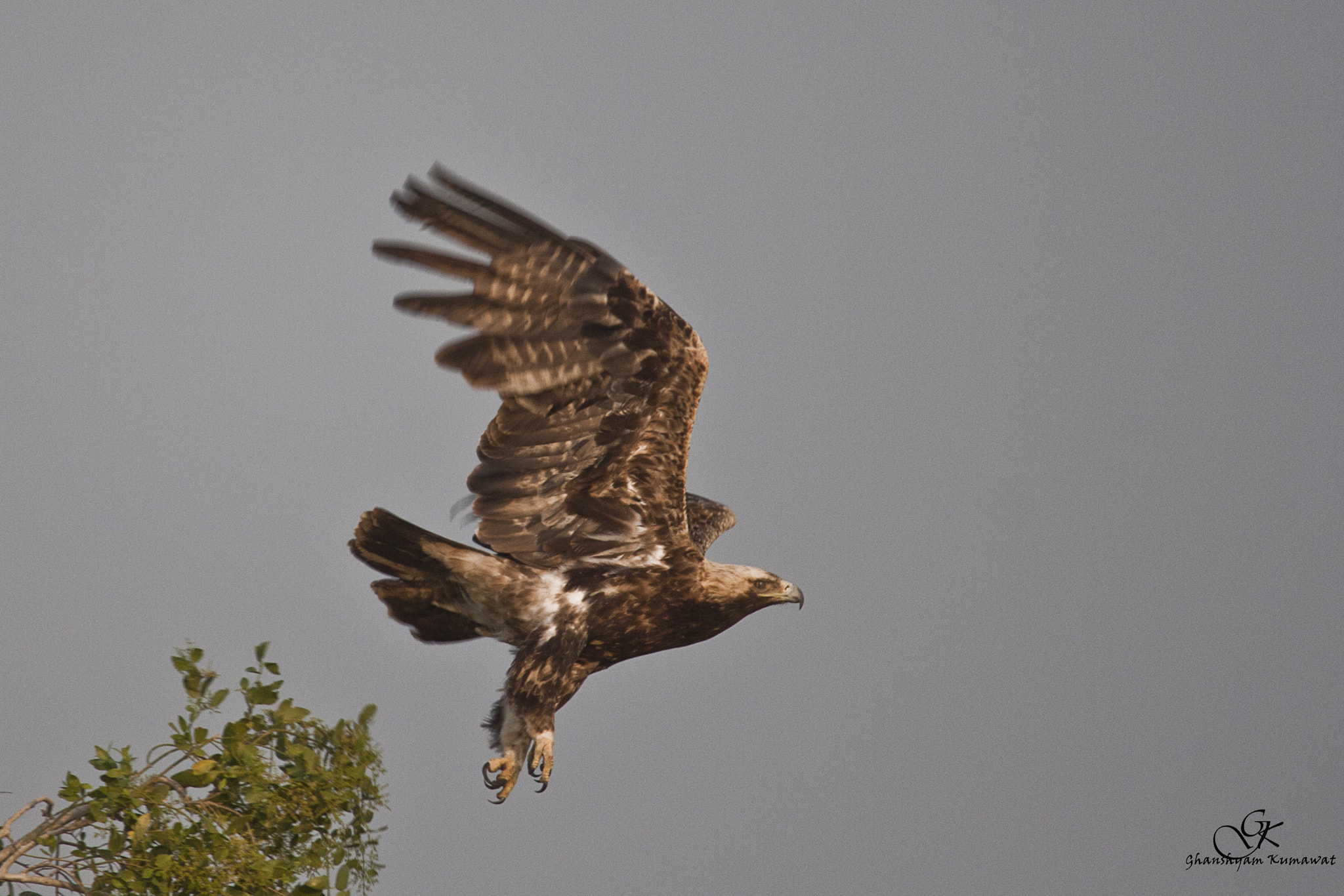 Canon EOS 500D (EOS Rebel T1i / EOS Kiss X3) sample photo. Eastern imperial eagle photography