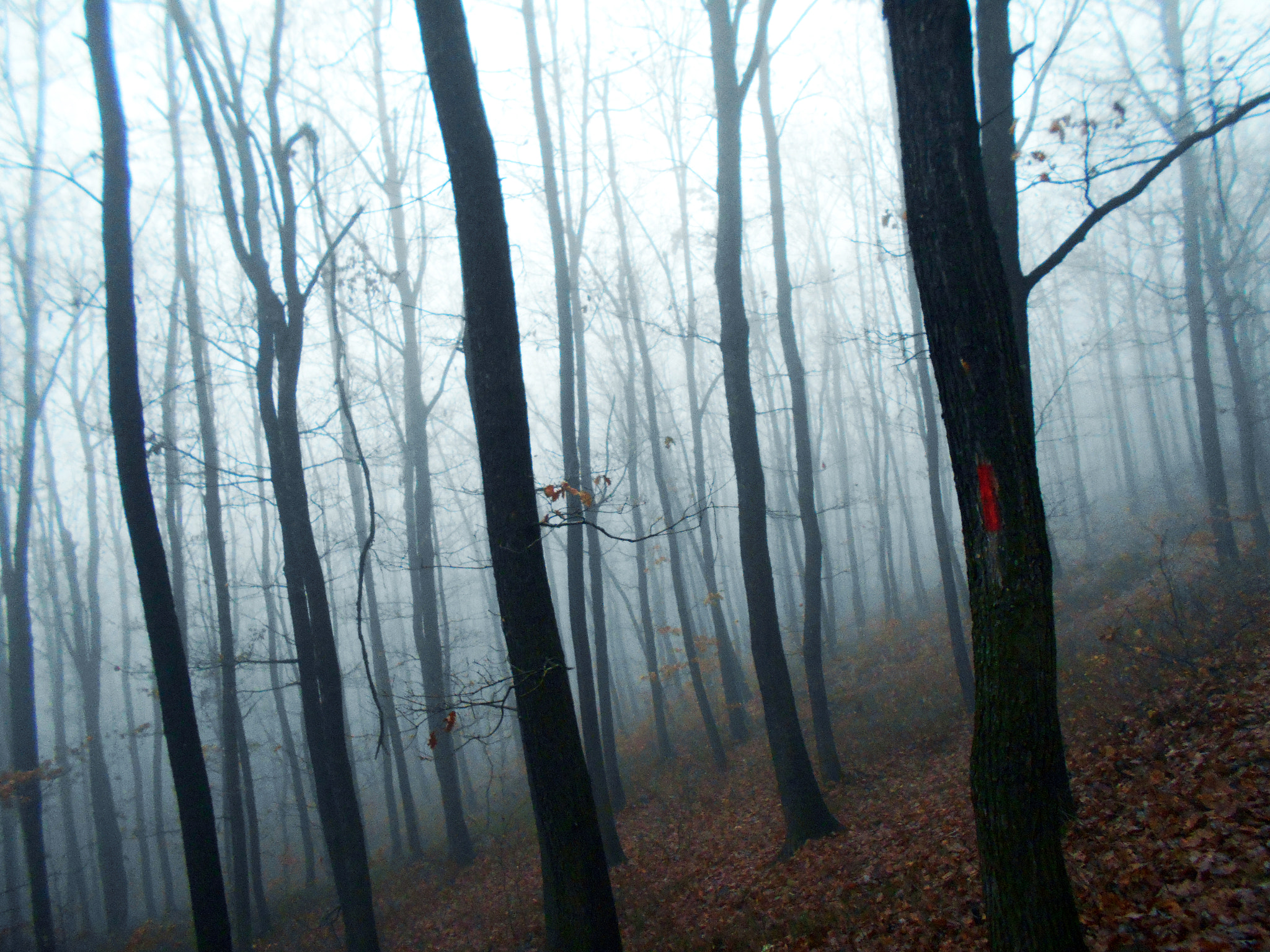Nikon COOLPIX L30 sample photo. Misty forest photography