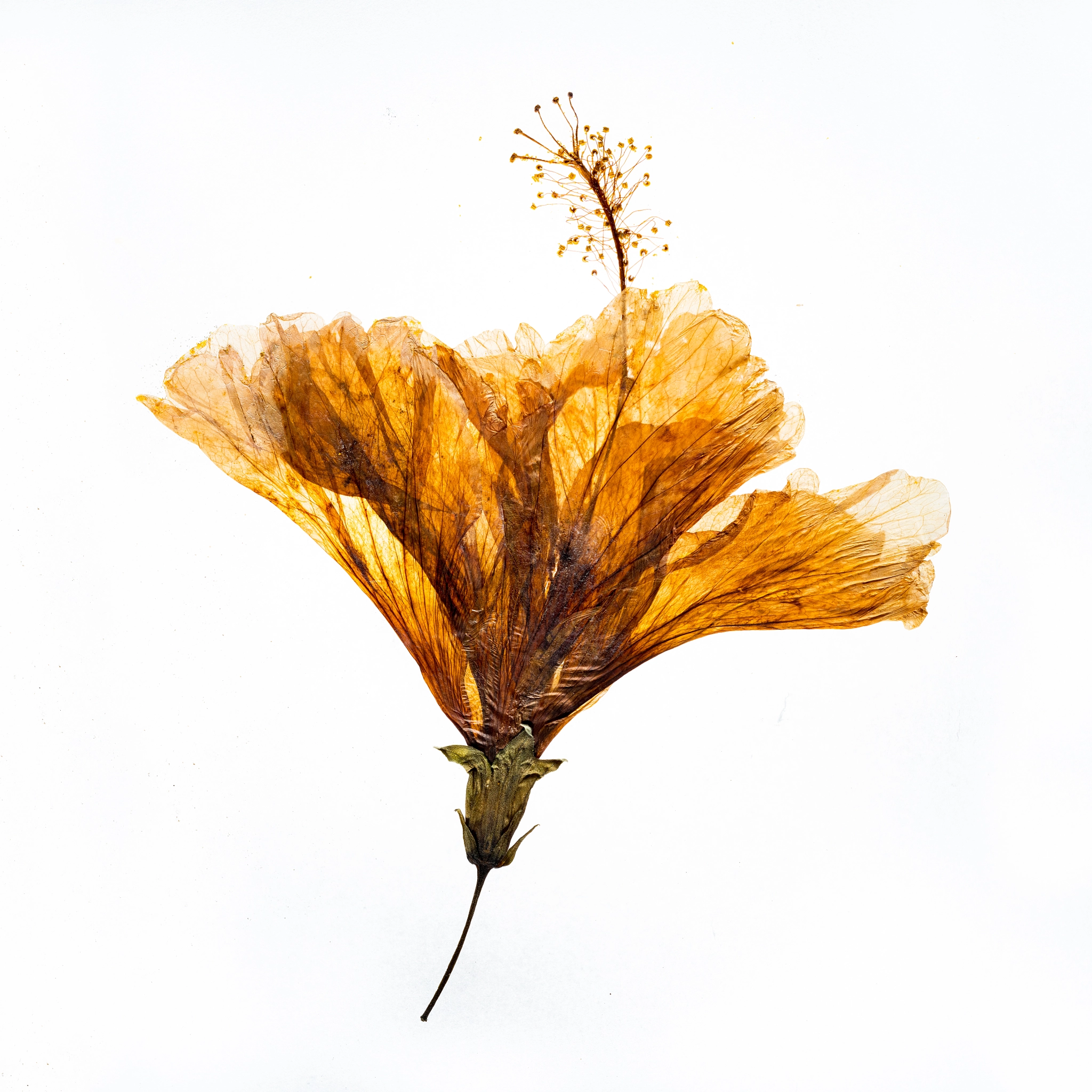 Sony a7R II + Canon TS-E 90mm F2.8 Tilt-Shift sample photo. Flower photography