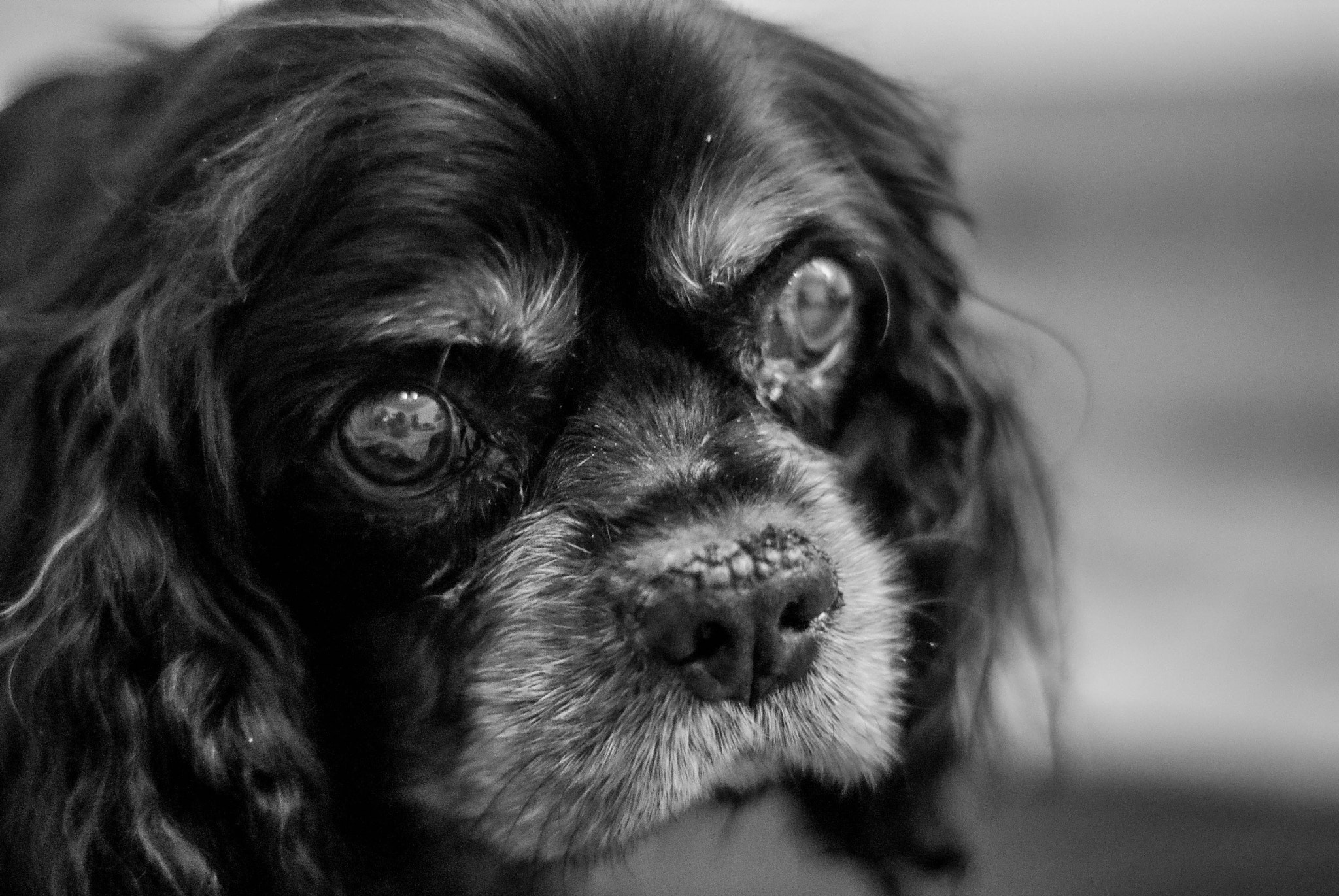 Sony Alpha DSLR-A200 + Minolta AF 50mm F1.7 sample photo. Old friend photography