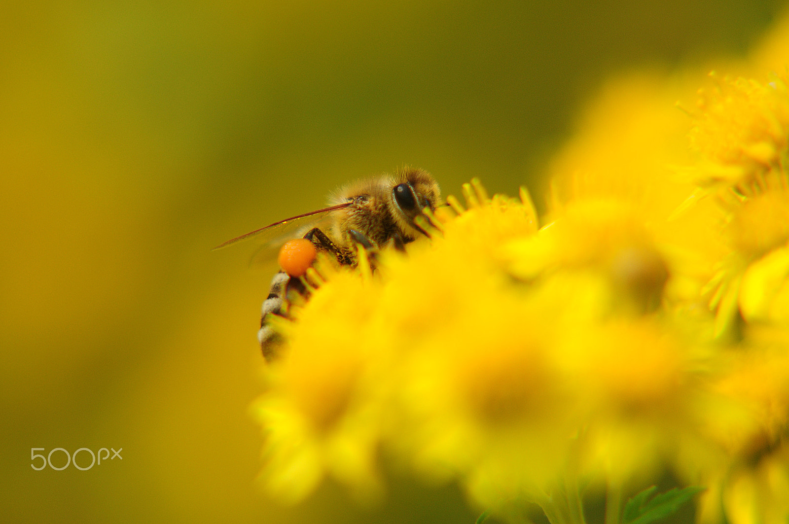 Nikon D300 + Manual Lens No CPU sample photo. Work photography