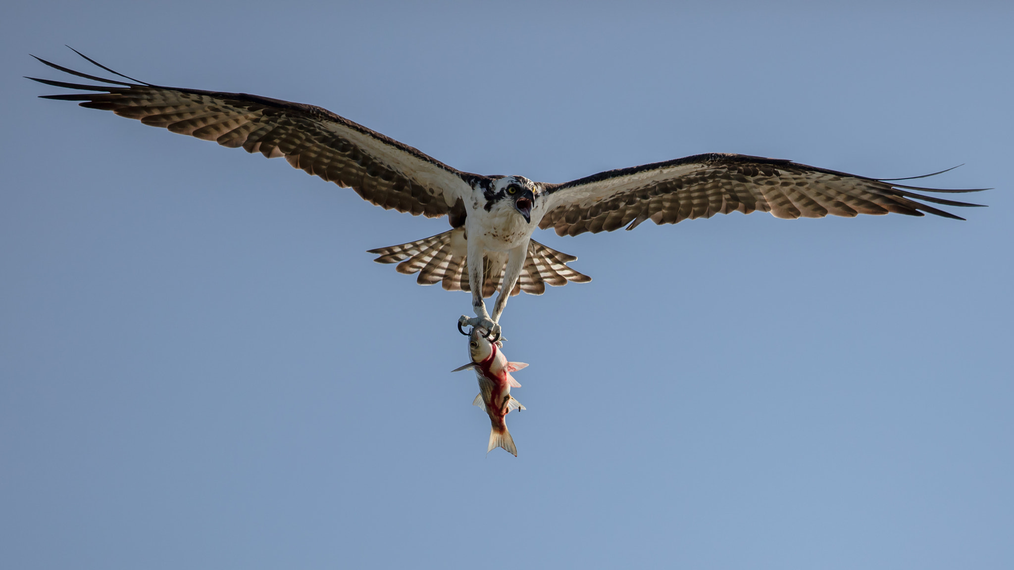 Canon EF 300mm F2.8L IS II USM sample photo. Big catch photography