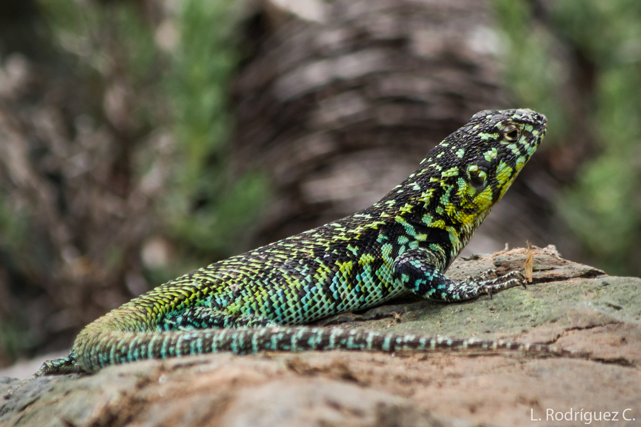 smc PENTAX-DA L 55-300mm F4-5.8 ED sample photo. Lagarto de zapallar photography