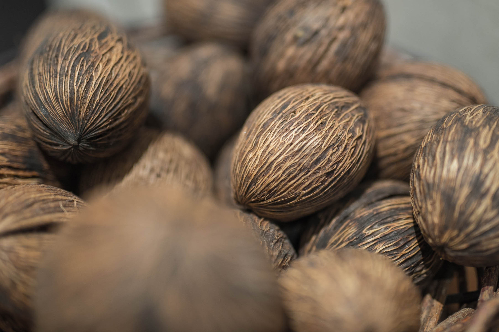 Sigma 50mm F1.4 EX DG HSM sample photo. 50mm coconut photography