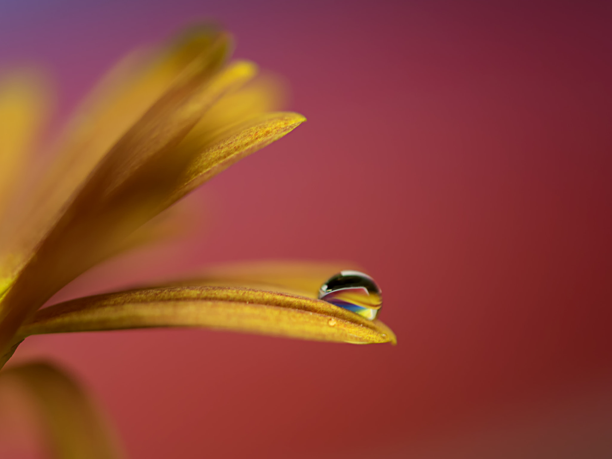 Samsung NX 60mm F2.8 Macro ED OIS SSA sample photo. Dream... photography