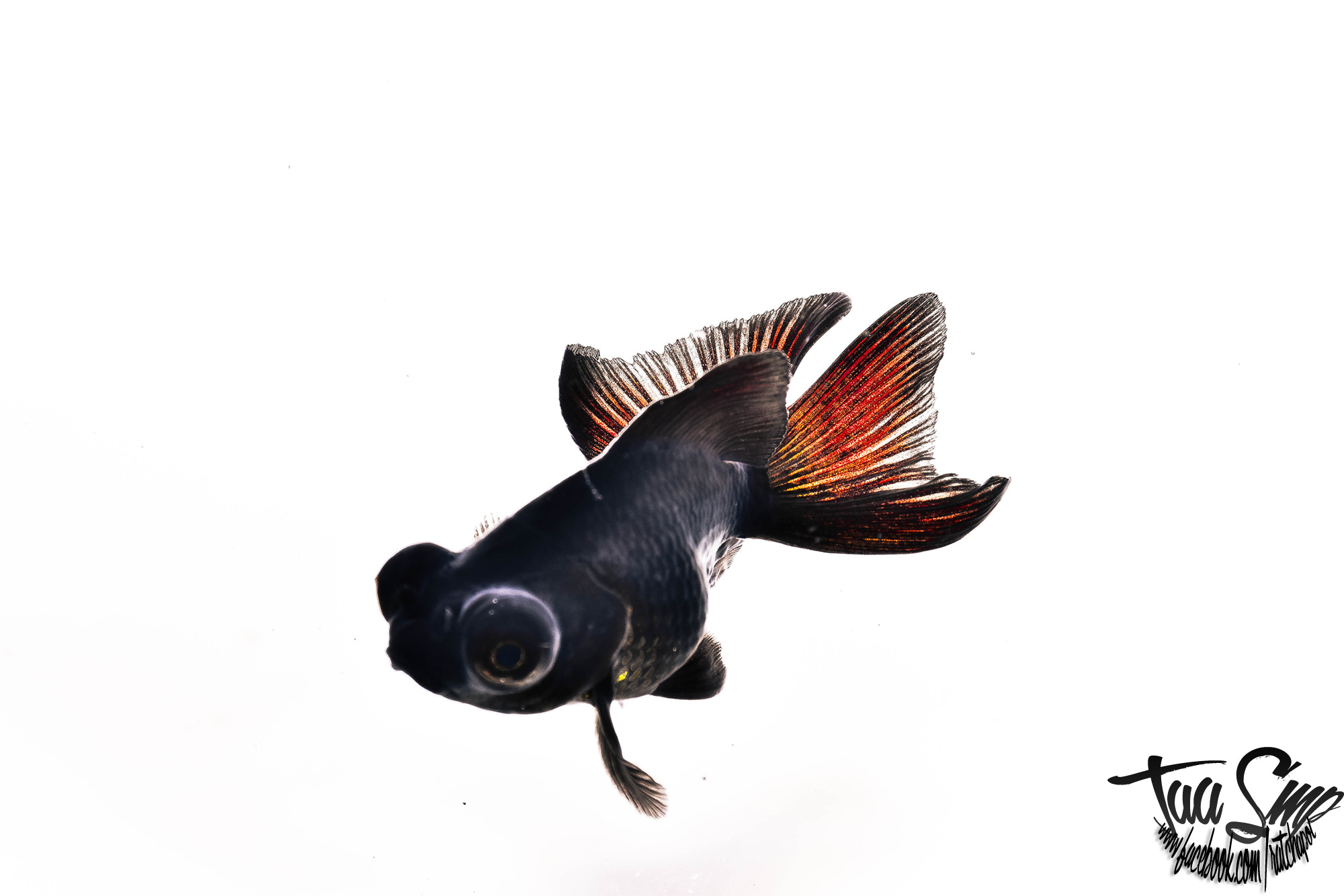 Nikon D7200 + Nikon AF Micro-Nikkor 60mm F2.8D sample photo. Backfish' photography