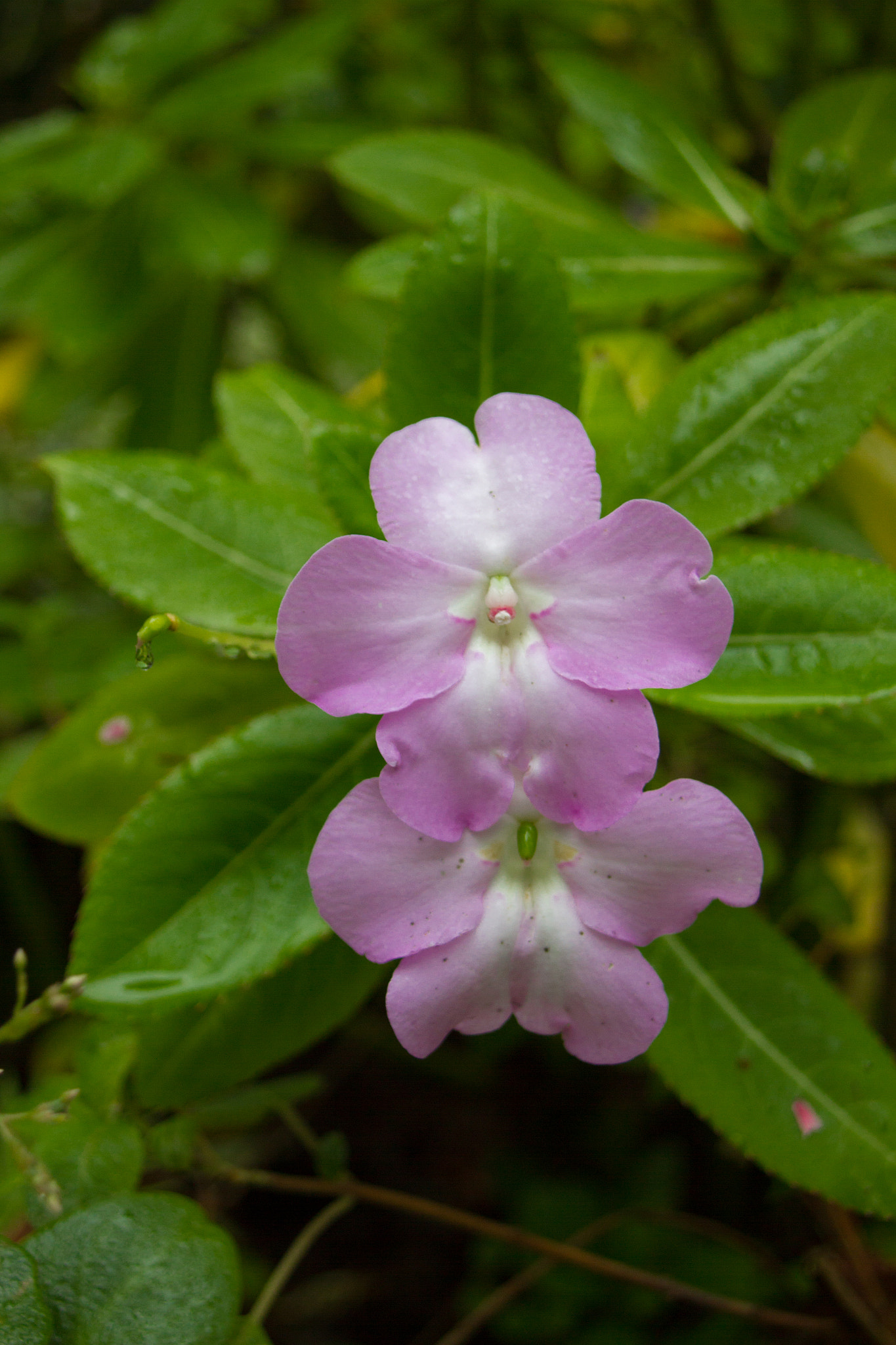 Canon EF 20-35mm F3.5-4.5 USM sample photo. Flowers photography